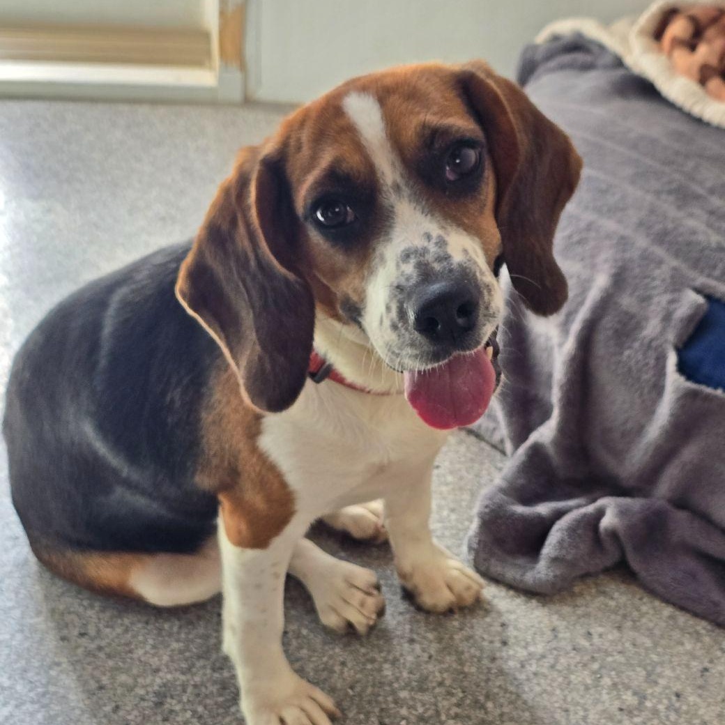 Enlarge Sylvia, a Adopted Beagle in Hartville, WY image 1/3