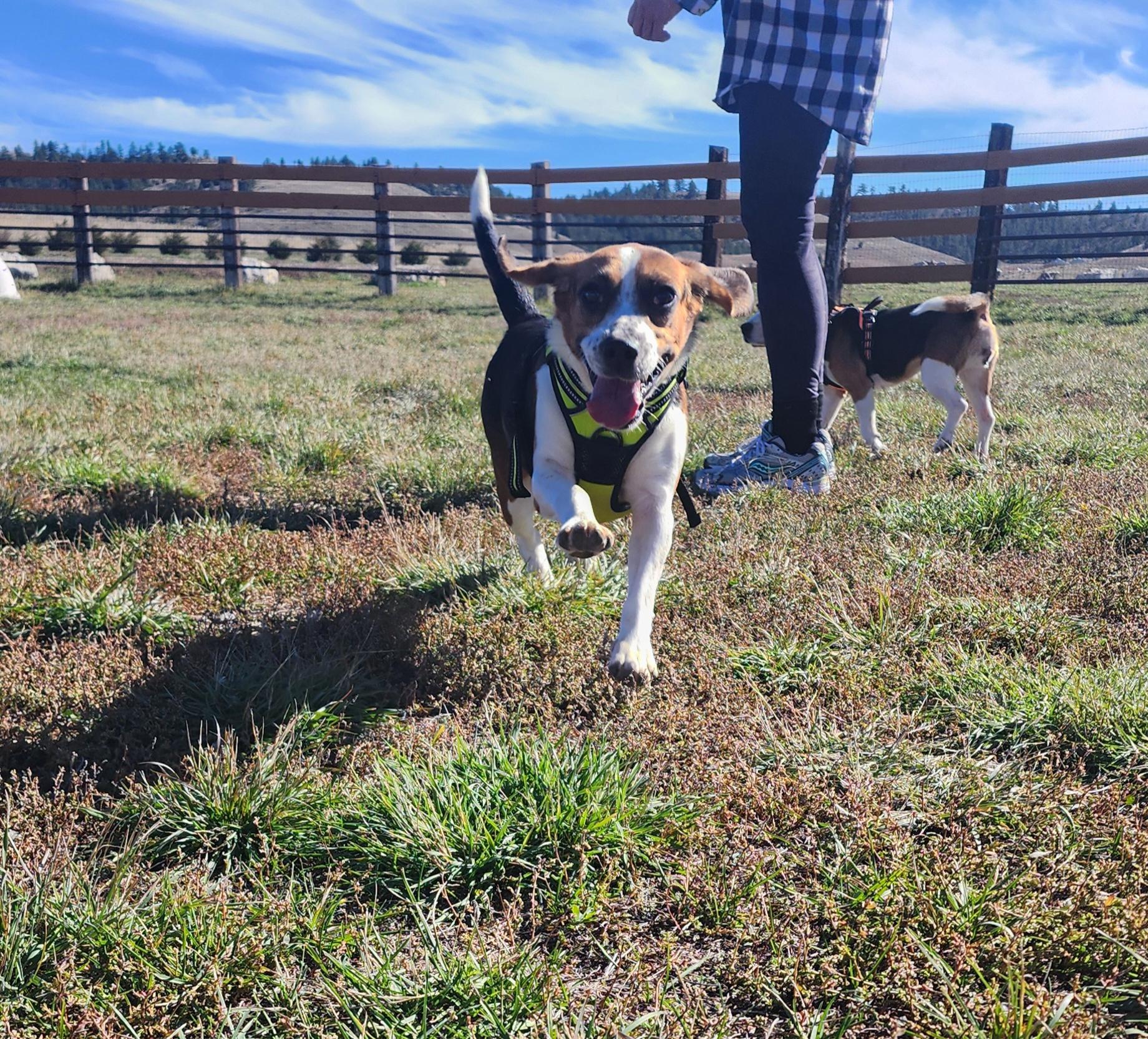 Sylvia, an adoptable Beagle in Hartville, WY, 82215 | Photo Image 3