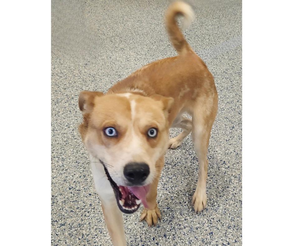 BENJEN, Adoptable, Young Male Husky & Cattle Dog.
