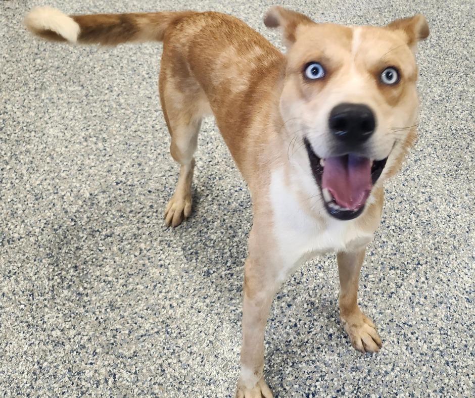 Enlarge BENJEN, a Adoptable mixed breed in Athens, AL image 2/3