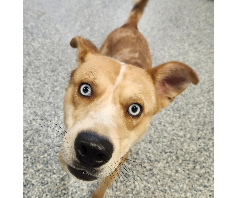 Enlarge BENJEN, a Adoptable mixed breed in Athens, AL image 3/3
