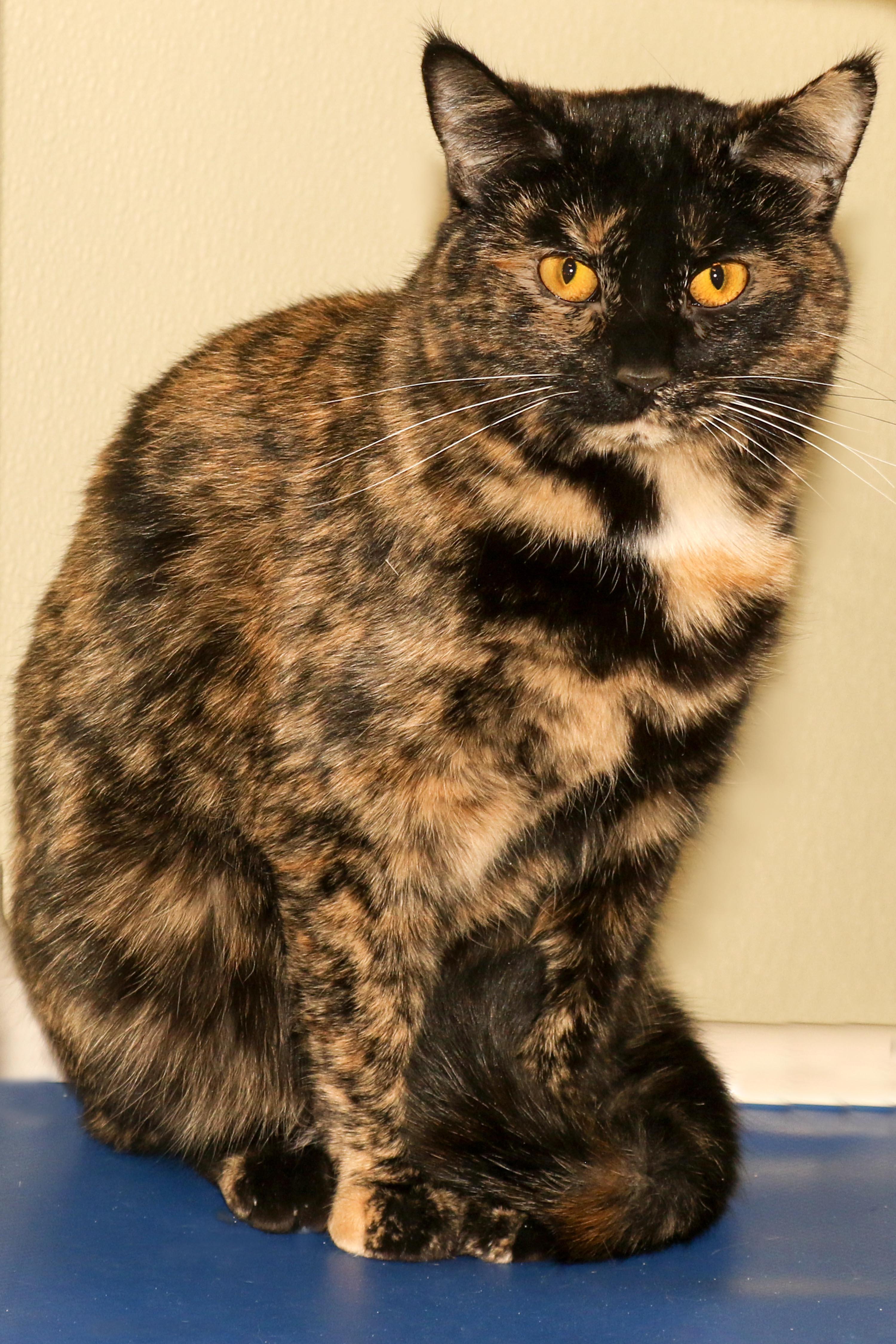 Debra, a Adoptable Domestic Short Hair in Cashiers, NC image 1/5