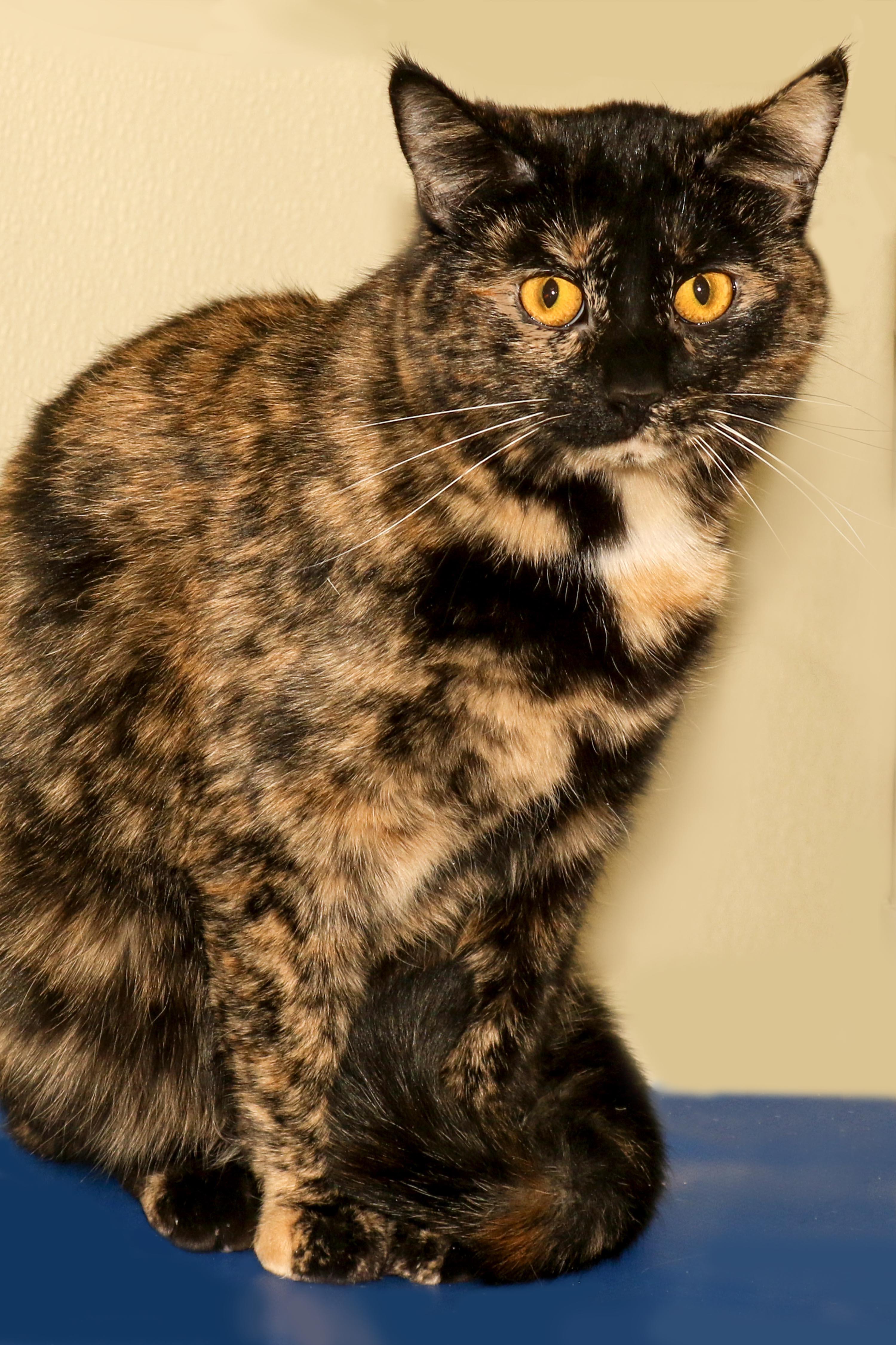 Debra, a Adoptable Domestic Short Hair in Cashiers, NC image 2/5