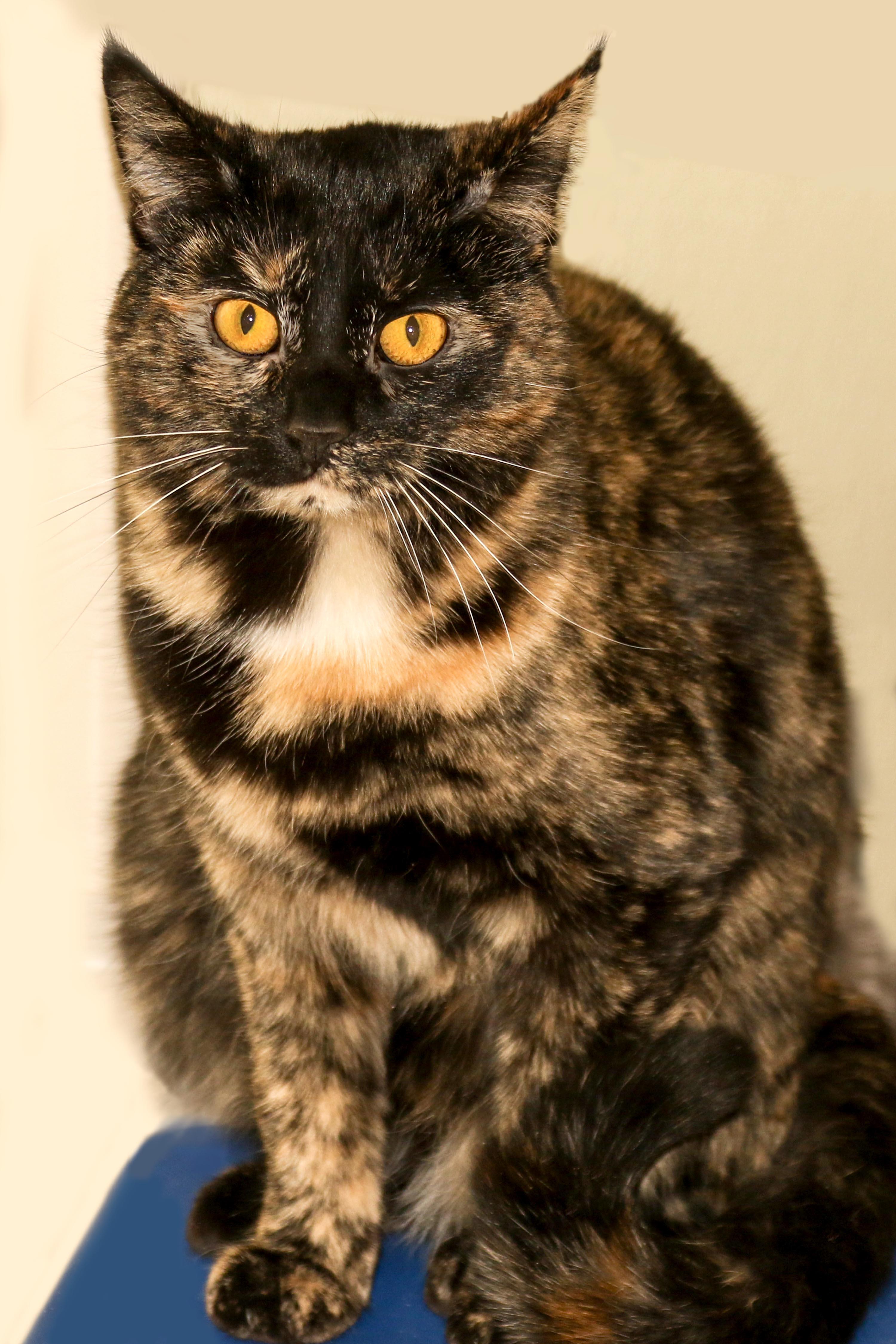 Debra, a Adoptable Domestic Short Hair in Cashiers, NC image 3/5