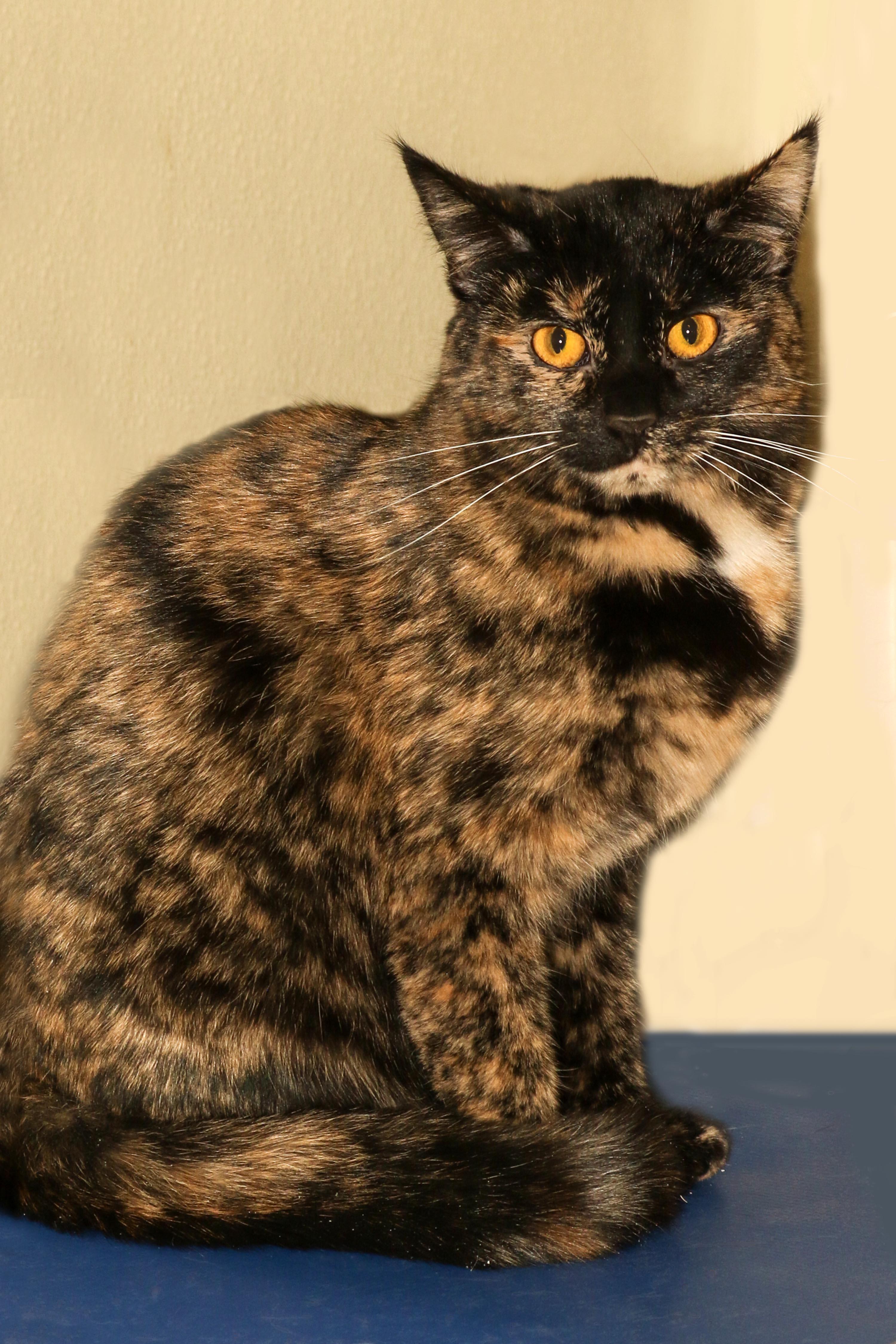 Debra, a Adoptable Domestic Short Hair in Cashiers, NC image 4/5