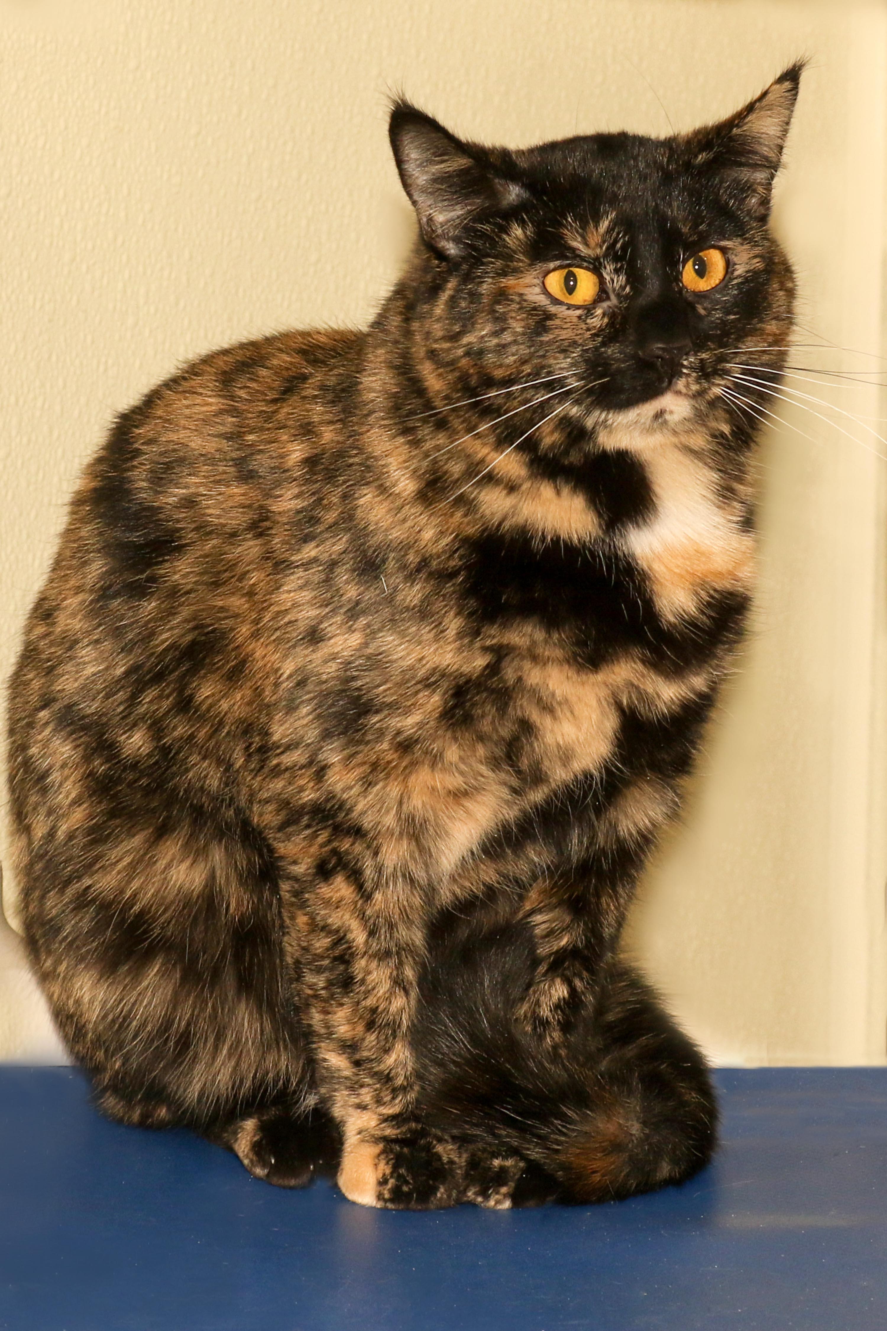 Debra, a Adoptable Domestic Short Hair in Cashiers, NC image 5/5