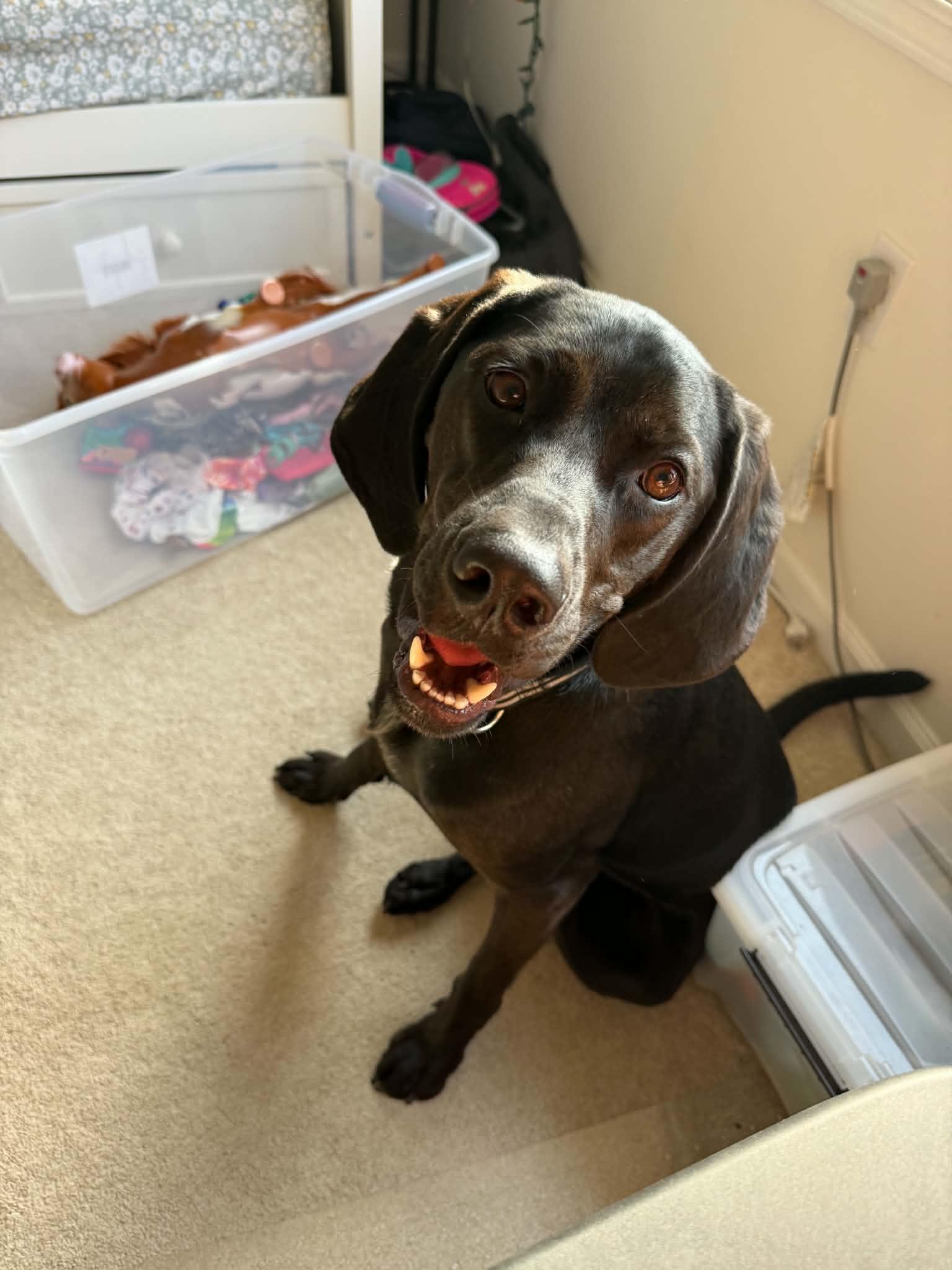 Winston, Adoptable, Young Male Hound.