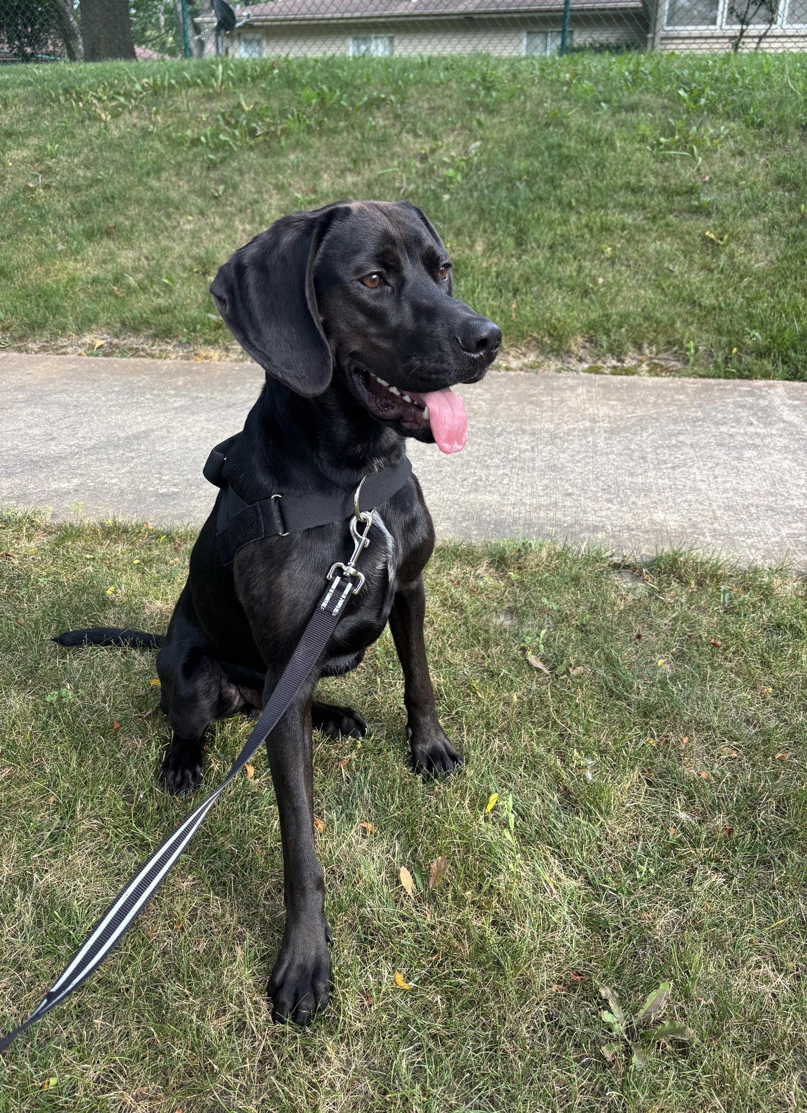 Winston, Adoptable, Young Male Hound.