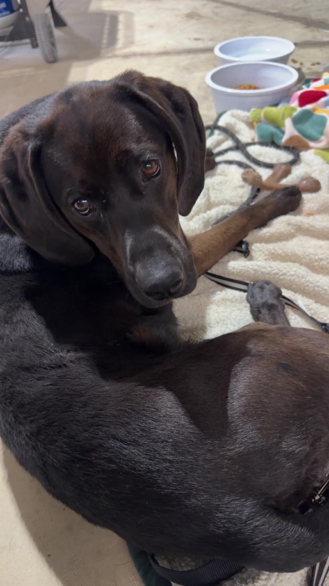Winston, a Adoptable Hound in Clinton, MI image 2/3