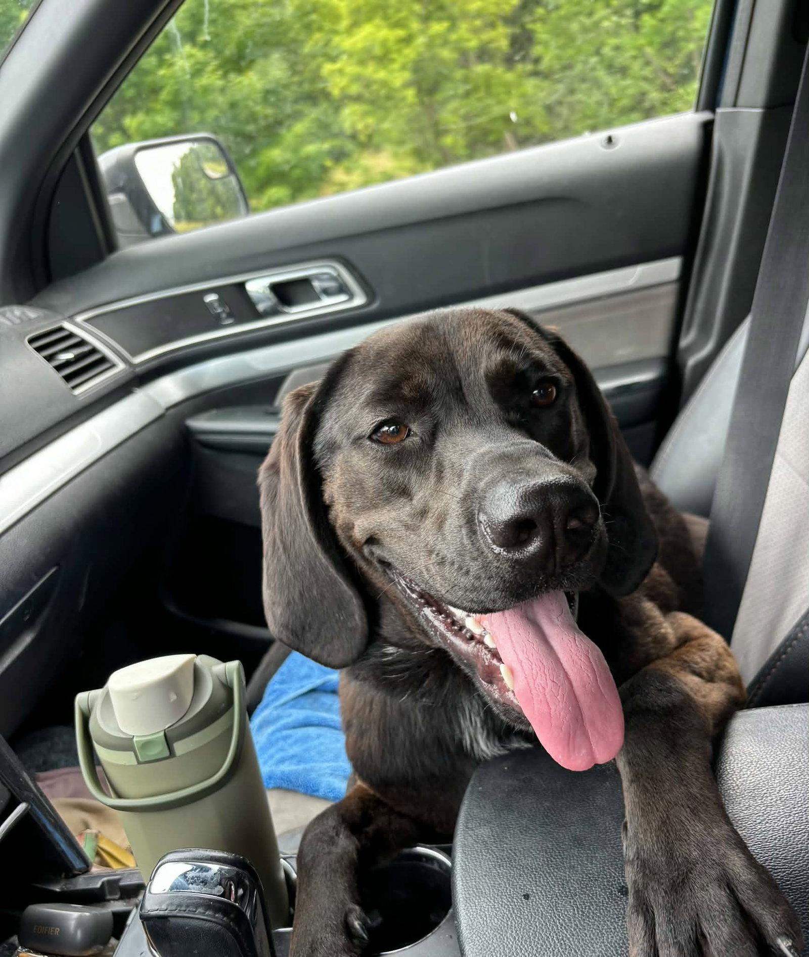 Winston, a Adoptable Hound in Clinton, MI image 3/3