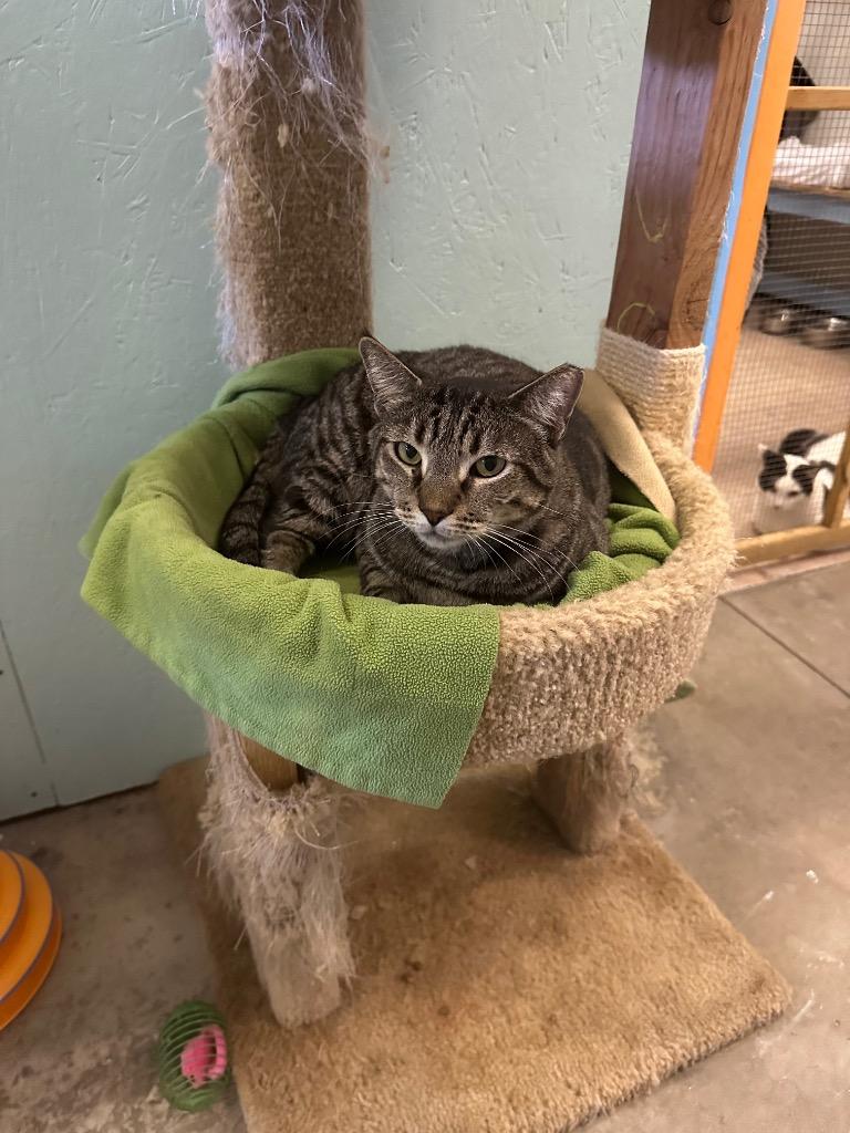 Phil, Adoptable, Adult Male Domestic Short Hair.