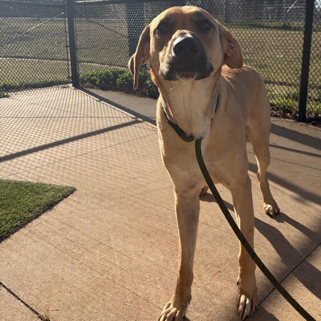 Enlarge Clutch, a Adoptable mixed breed in Norman, OK image 1/6
