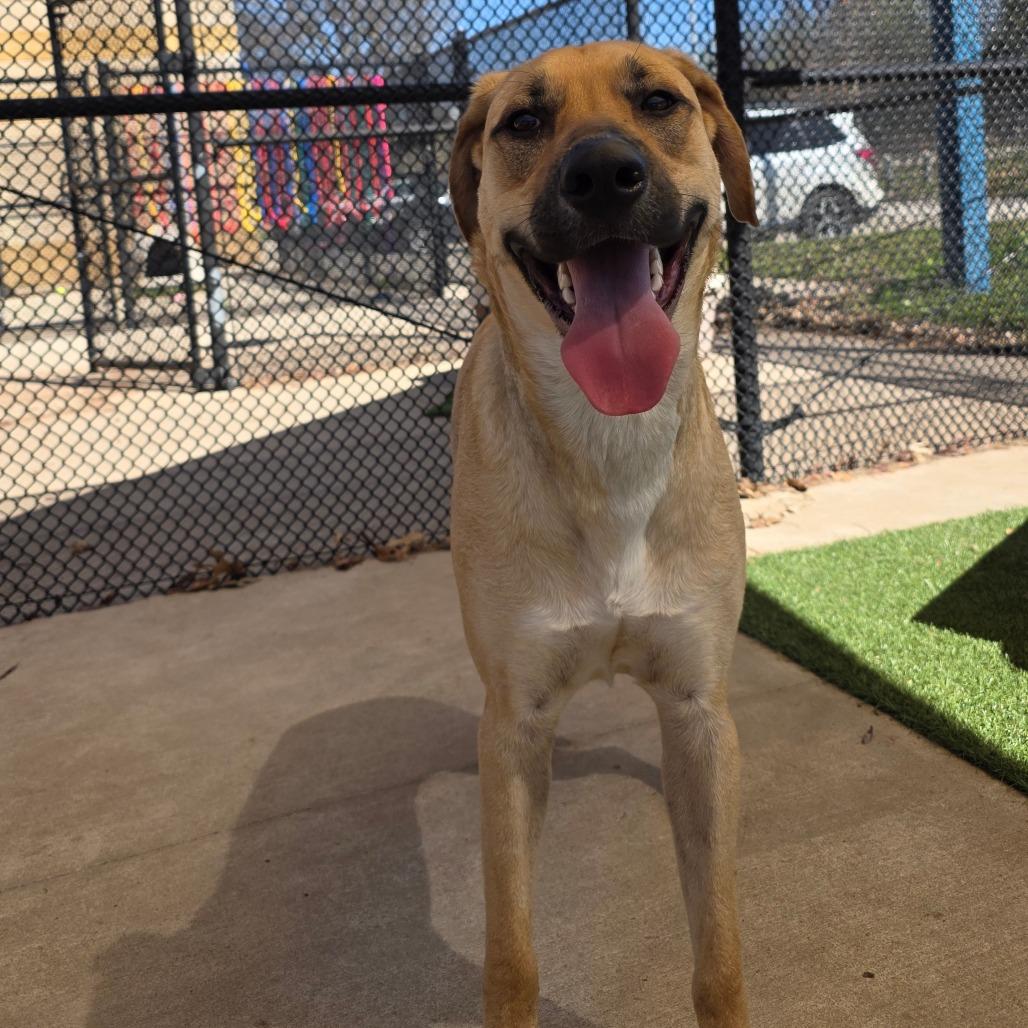 Enlarge Clutch, a Adoptable mixed breed in Norman, OK image 2/6