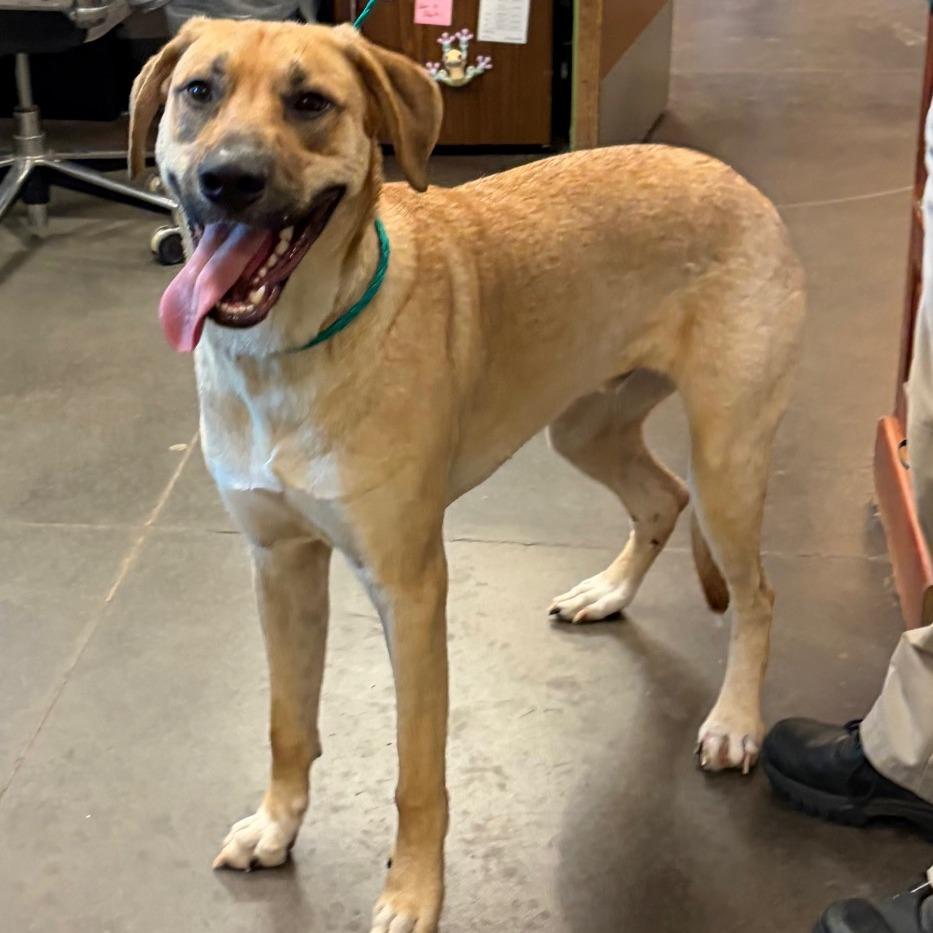 Enlarge Clutch, a Adoptable mixed breed in Norman, OK image 3/6