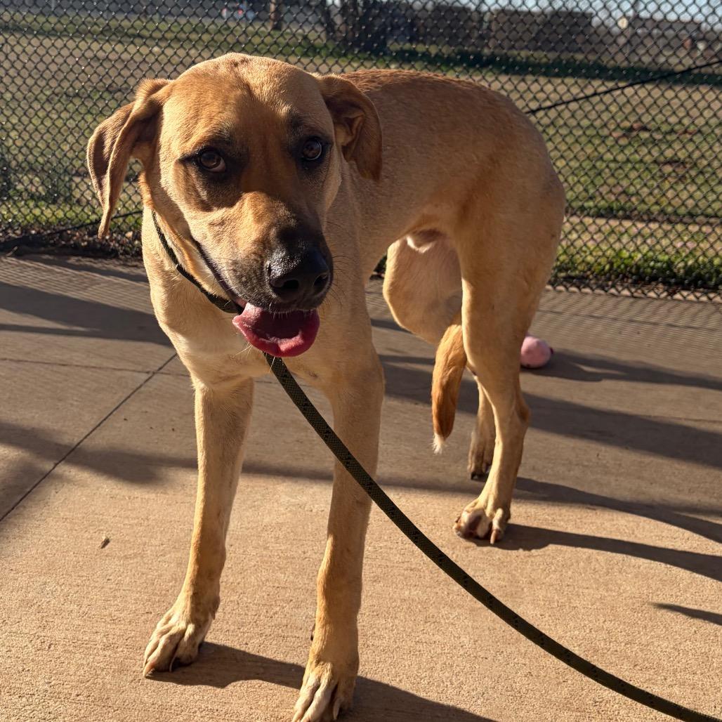 Enlarge Clutch, a Adoptable mixed breed in Norman, OK image 4/6