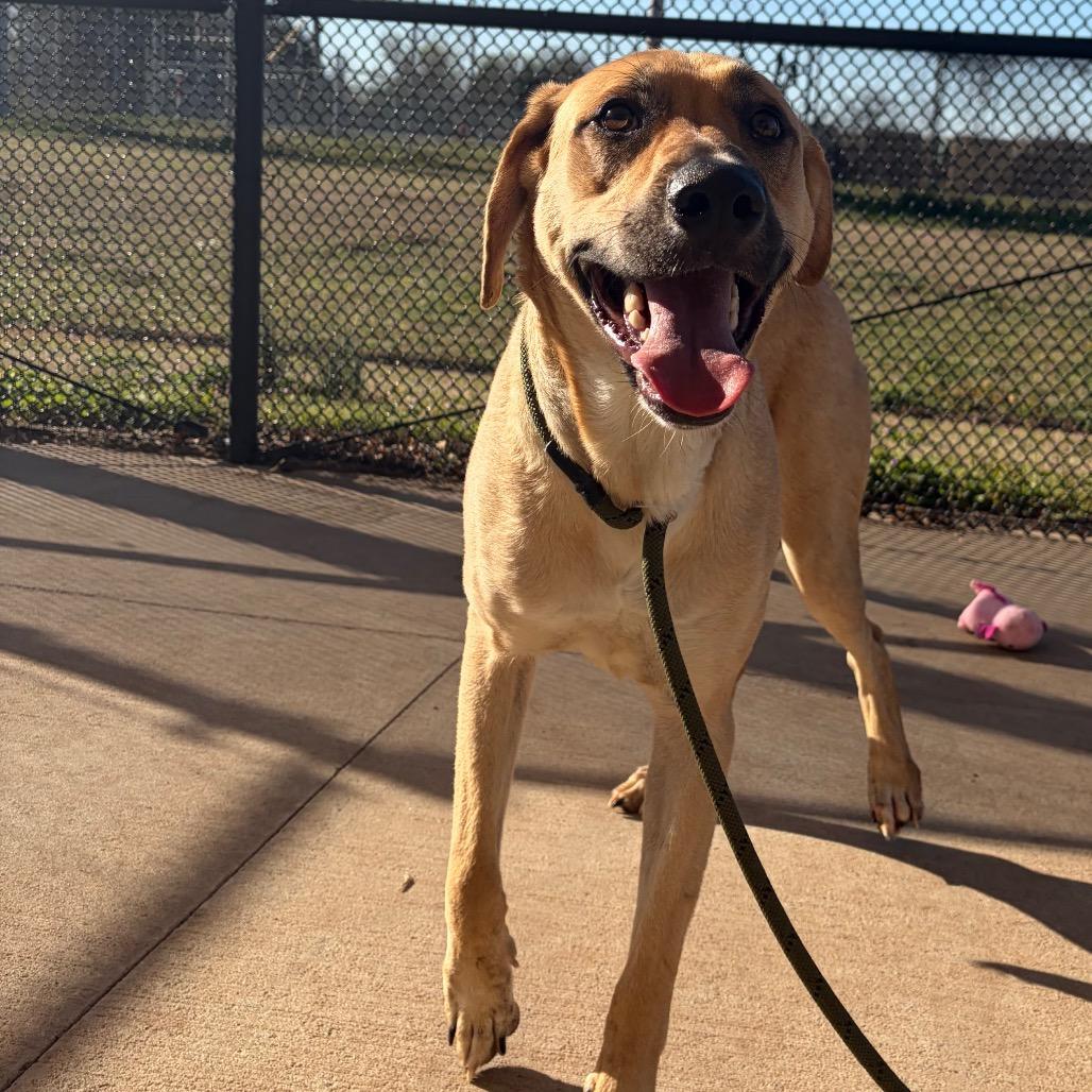 Enlarge Clutch, a Adoptable mixed breed in Norman, OK image 5/6