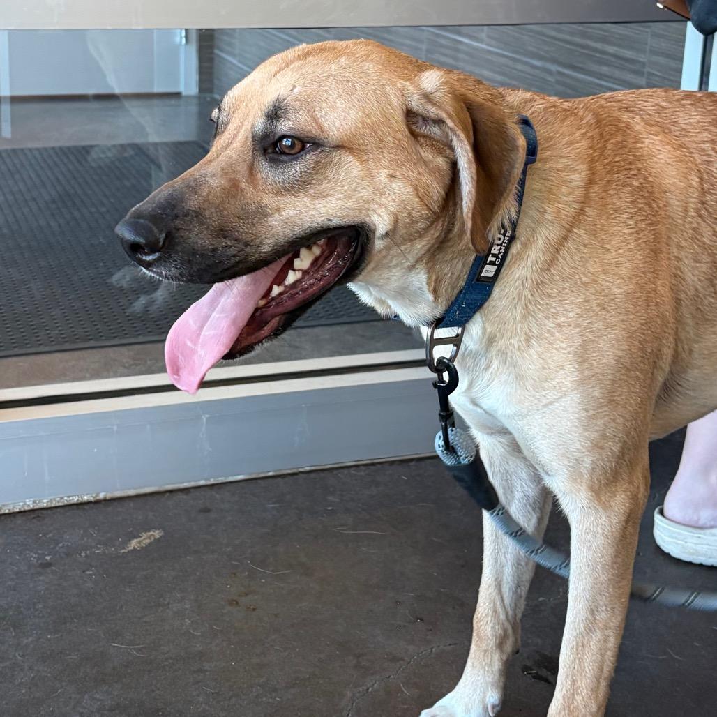 Enlarge Clutch, a Adoptable mixed breed in Norman, OK image 6/6