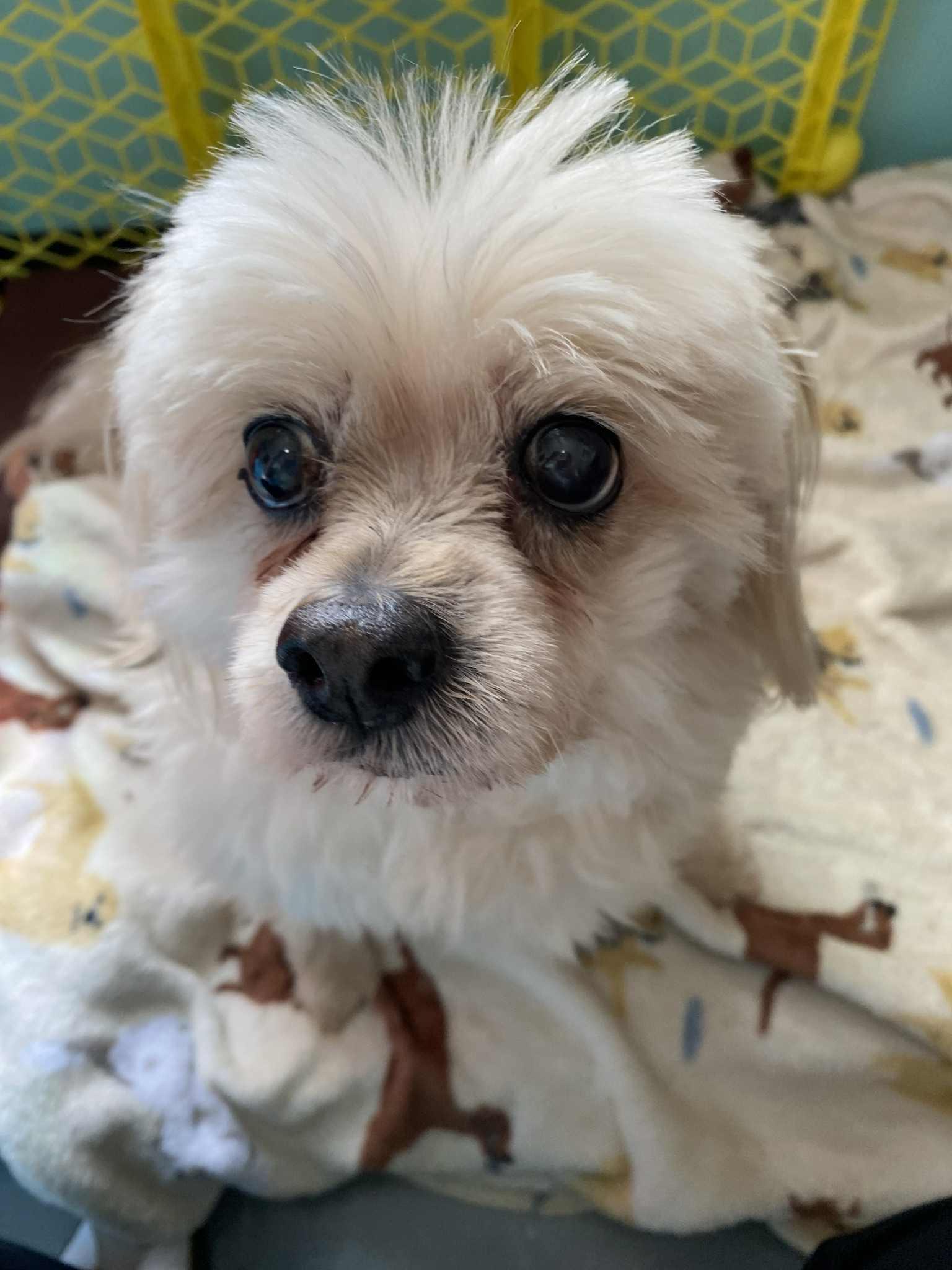 Enlarge Bella, an adoptable Shih Tzu in Independence, MO image 1/6