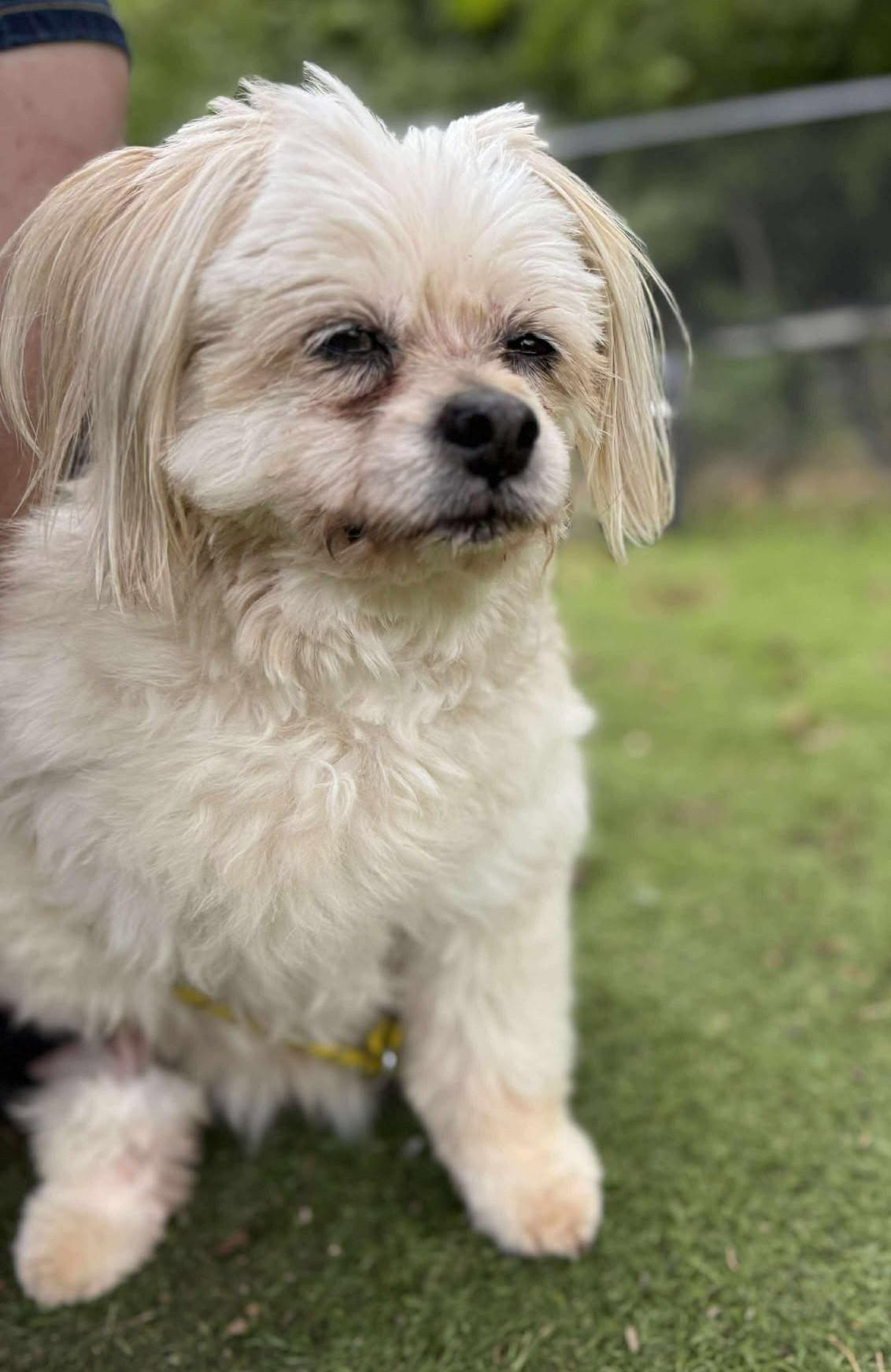 Enlarge Bella, an adoptable Shih Tzu in Independence, MO image 2/6