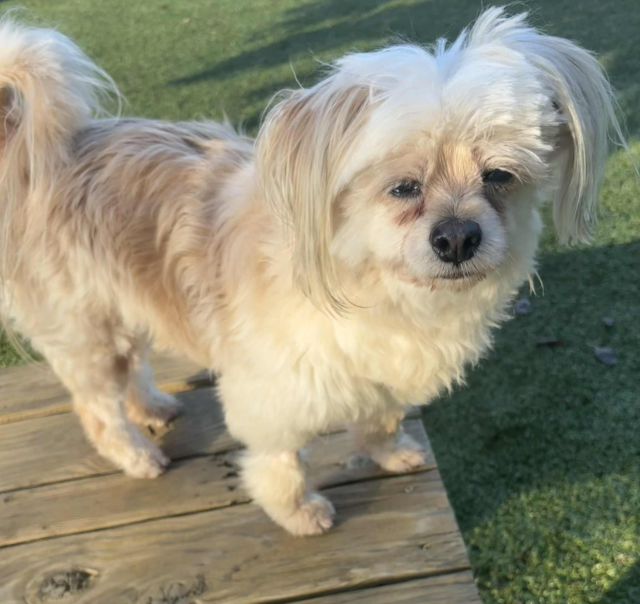 Enlarge Bella, an adoptable Shih Tzu in Independence, MO image 3/6