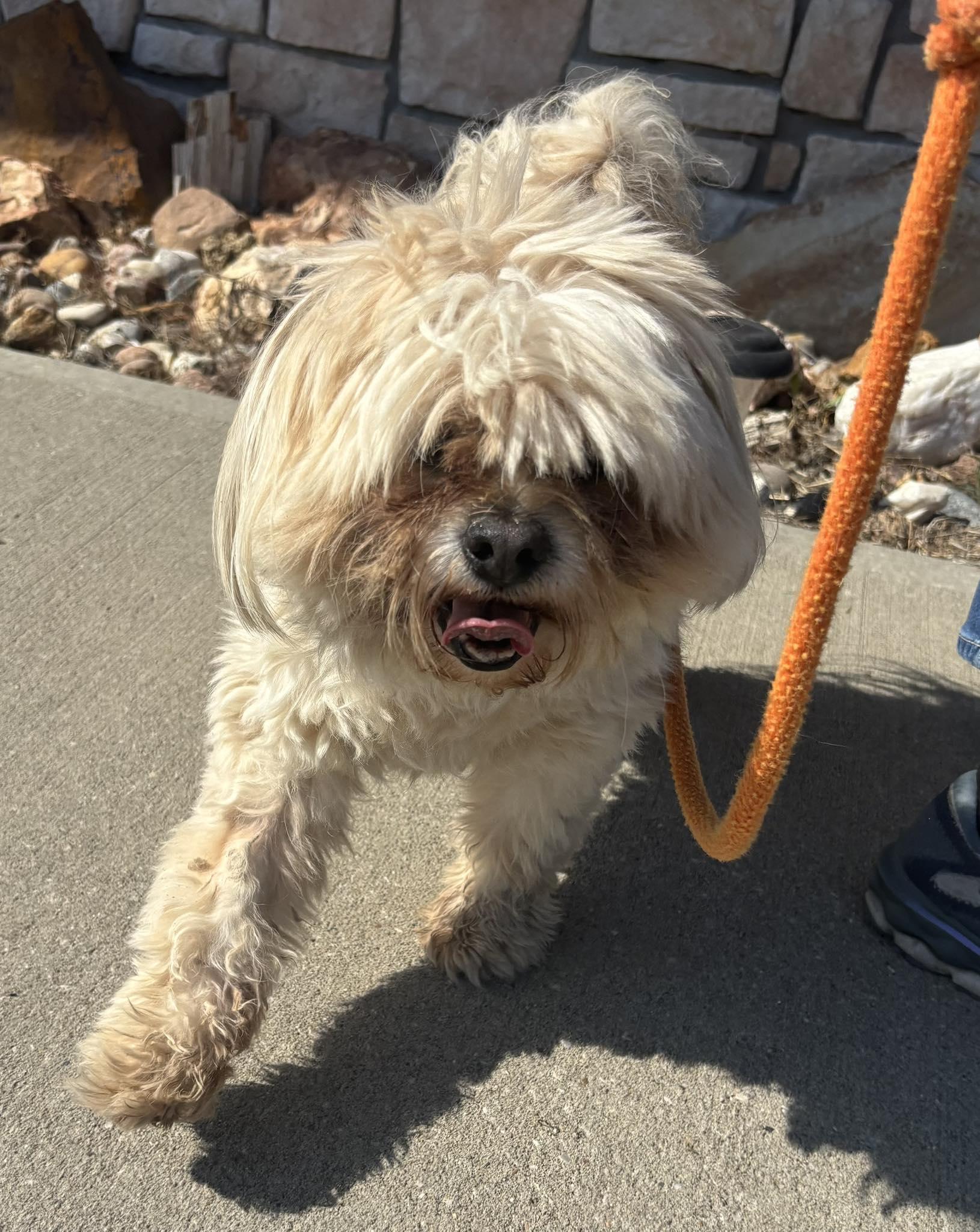 Enlarge Bella, an adoptable Shih Tzu in Independence, MO image 4/6