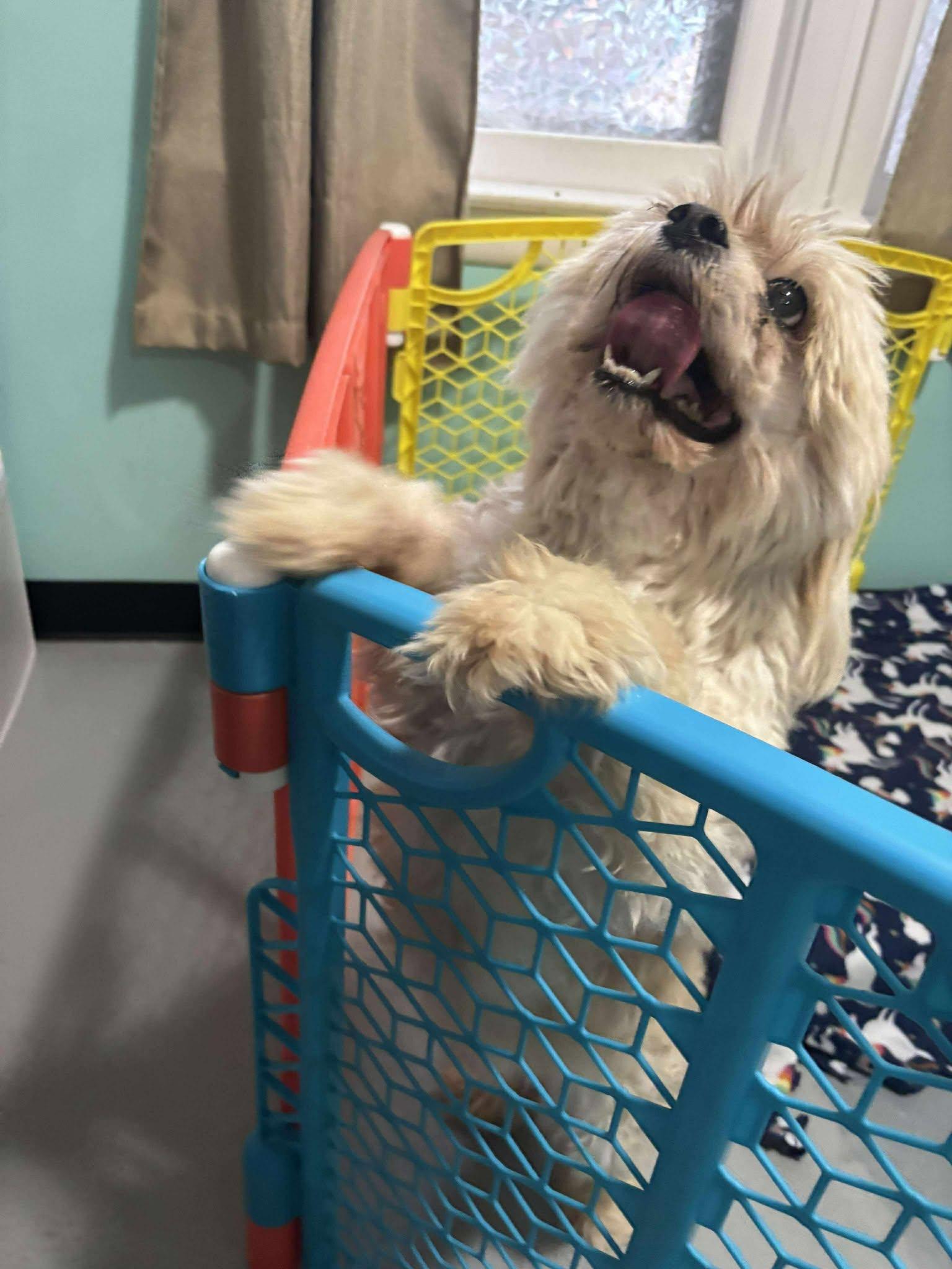 Enlarge Bella, an adoptable Shih Tzu in Independence, MO image 5/6