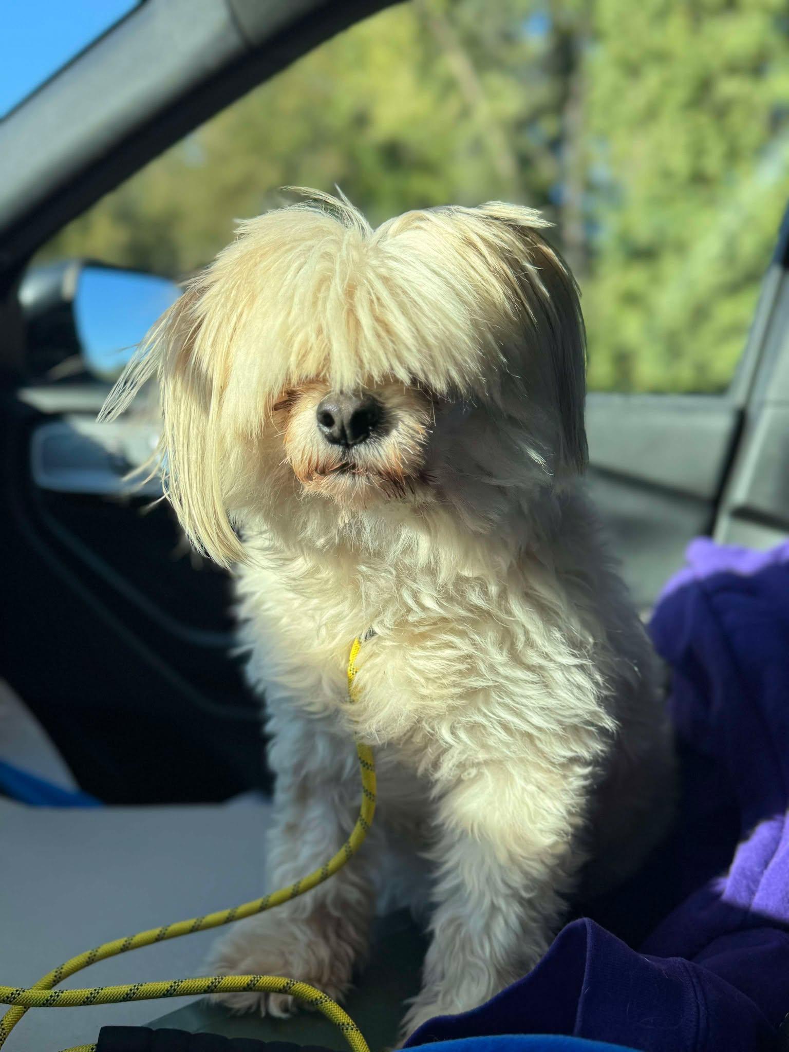 Enlarge Bella, an adoptable Shih Tzu in Independence, MO image 6/6