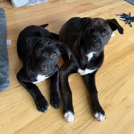 Lotti, Adoptable, Puppy Female Pit Bull Terrier.