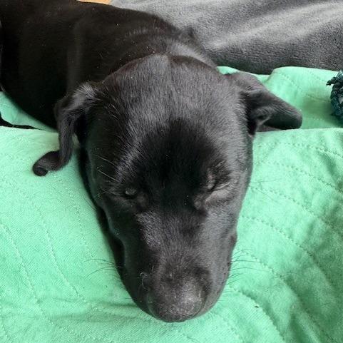 Enlarge Lotti, a Adoptable Pit Bull Terrier in Kansas City, MO image 2/6