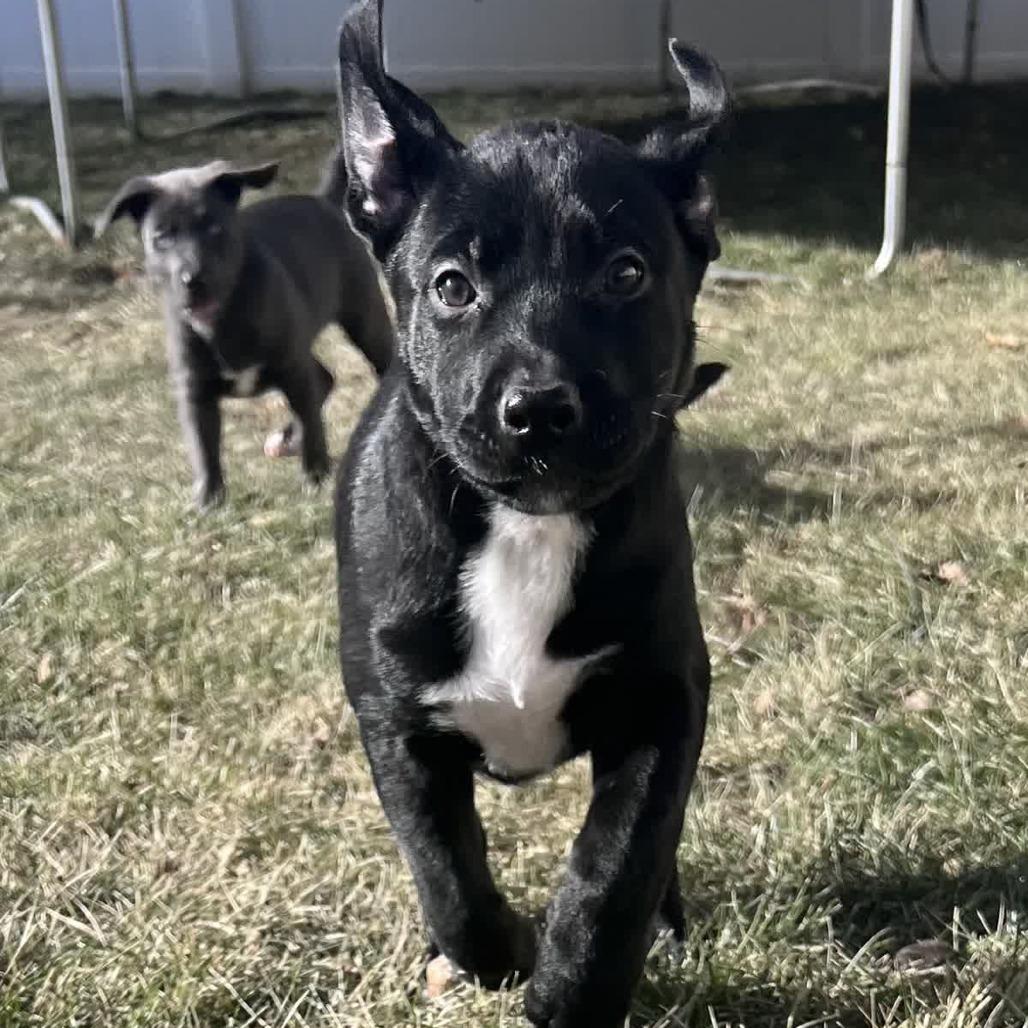 Enlarge Lotti, a Adoptable Pit Bull Terrier in Kansas City, MO image 3/6