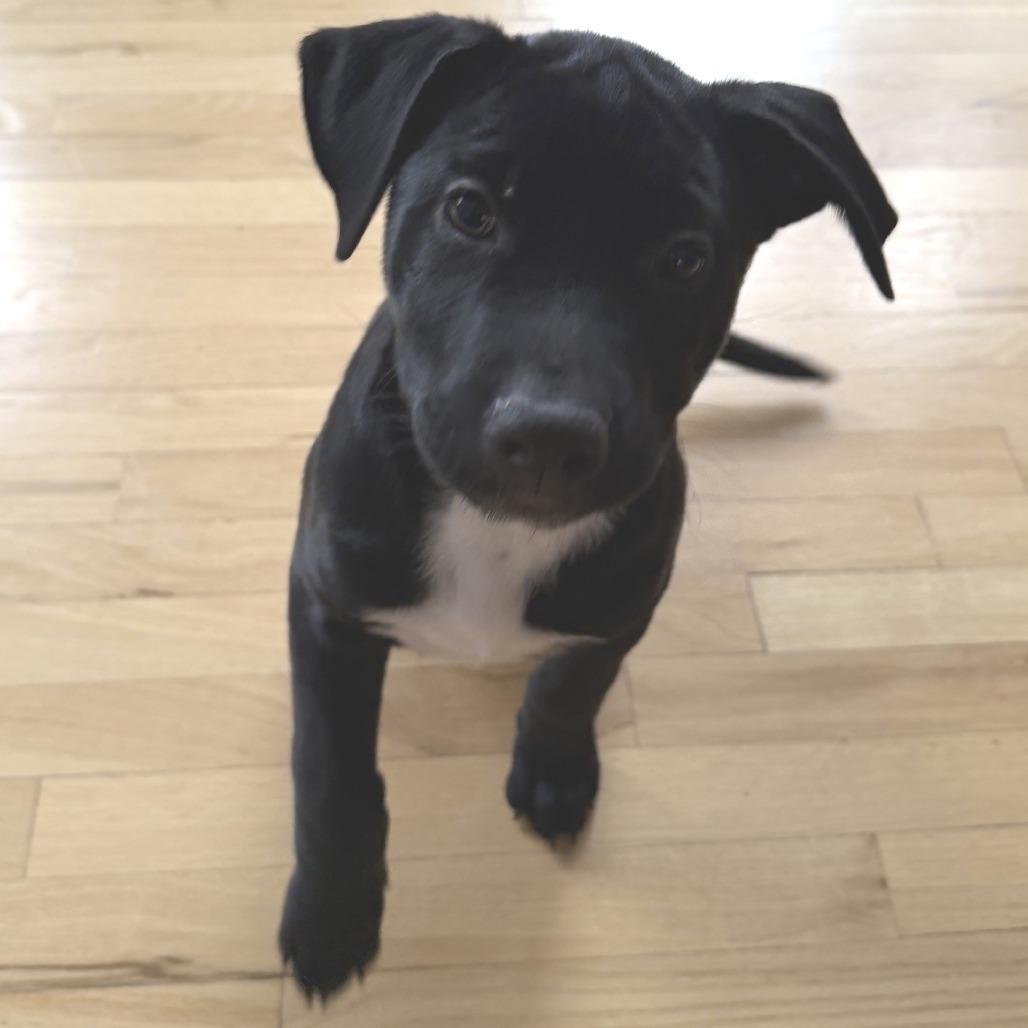 Enlarge Lotti, a Adoptable Pit Bull Terrier in Kansas City, MO image 4/6