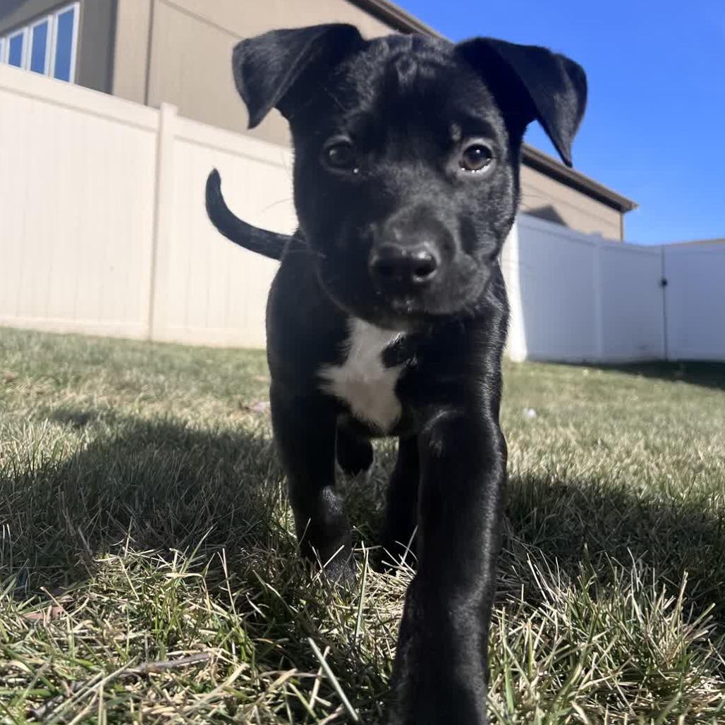 Enlarge Lotti, a Adoptable Pit Bull Terrier in Kansas City, MO image 5/6