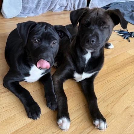 Enlarge Lotti, a Adoptable Pit Bull Terrier in Kansas City, MO image 6/6