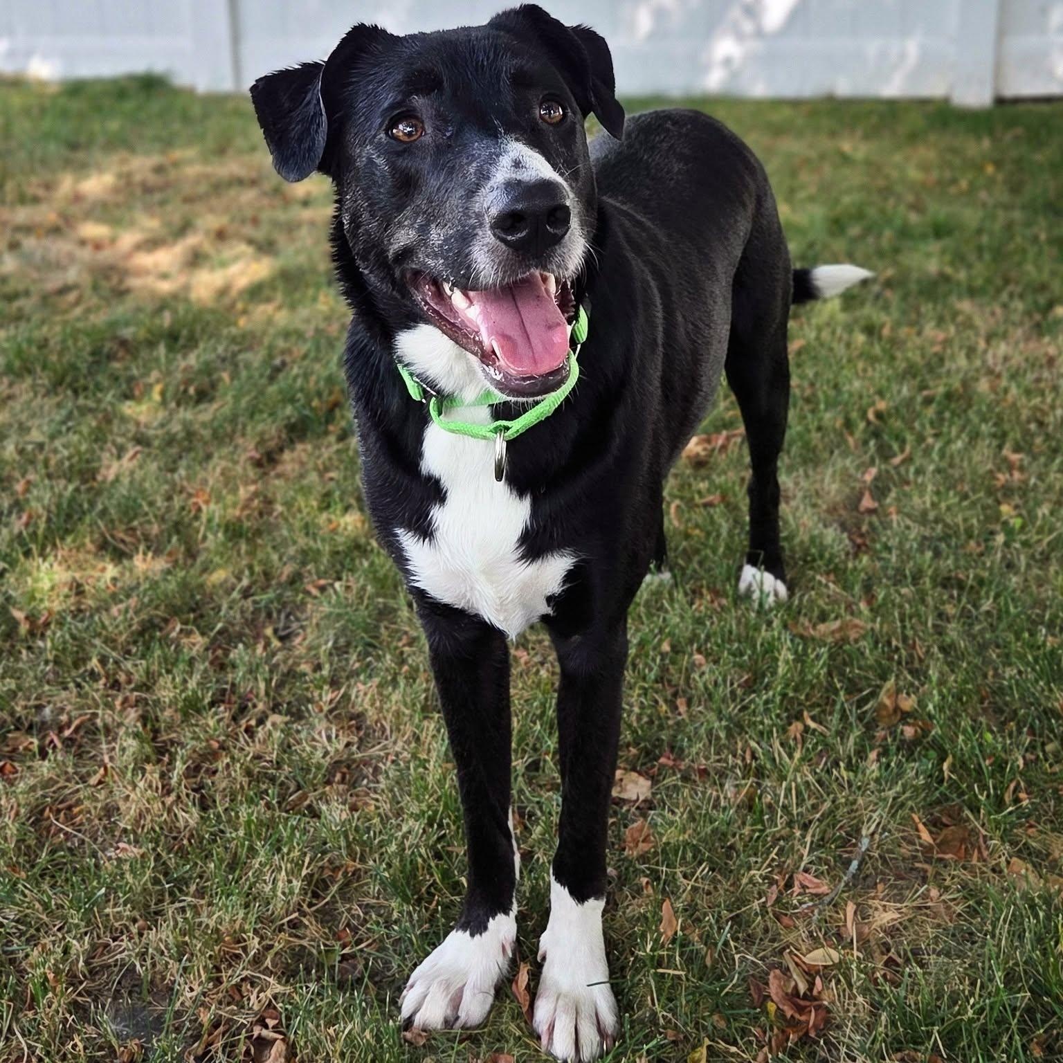 Enlarge Ruff, a ADOPTABLE mixed breed in Racine, WI image 1/6