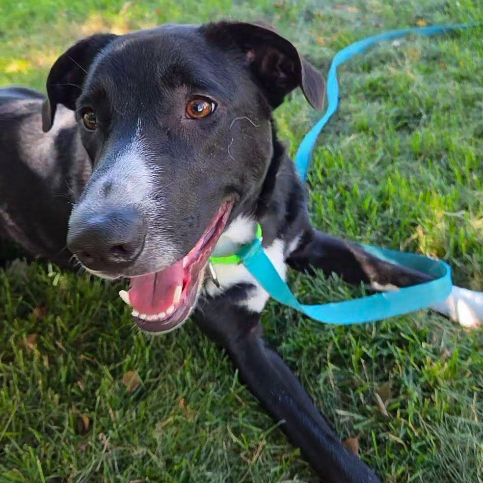 Ruff, ADOPTABLE, Adult Male Border Collie & Labrador Retriever.