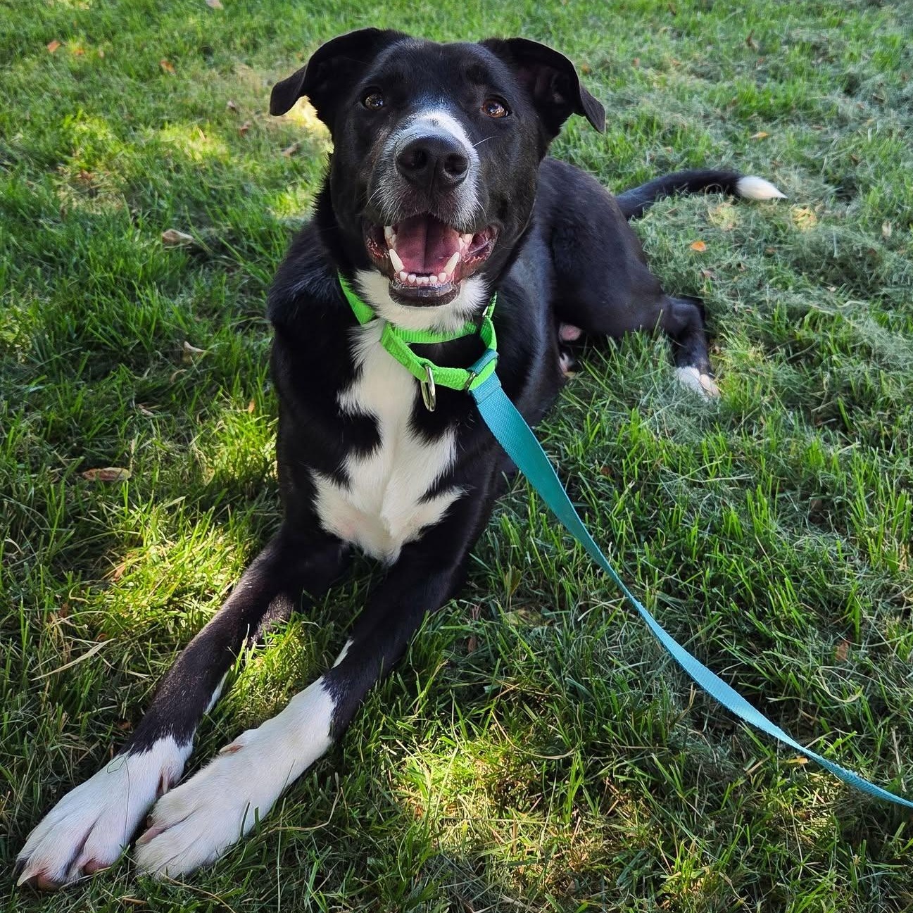 Enlarge Ruff, a ADOPTABLE mixed breed in Racine, WI image 3/3