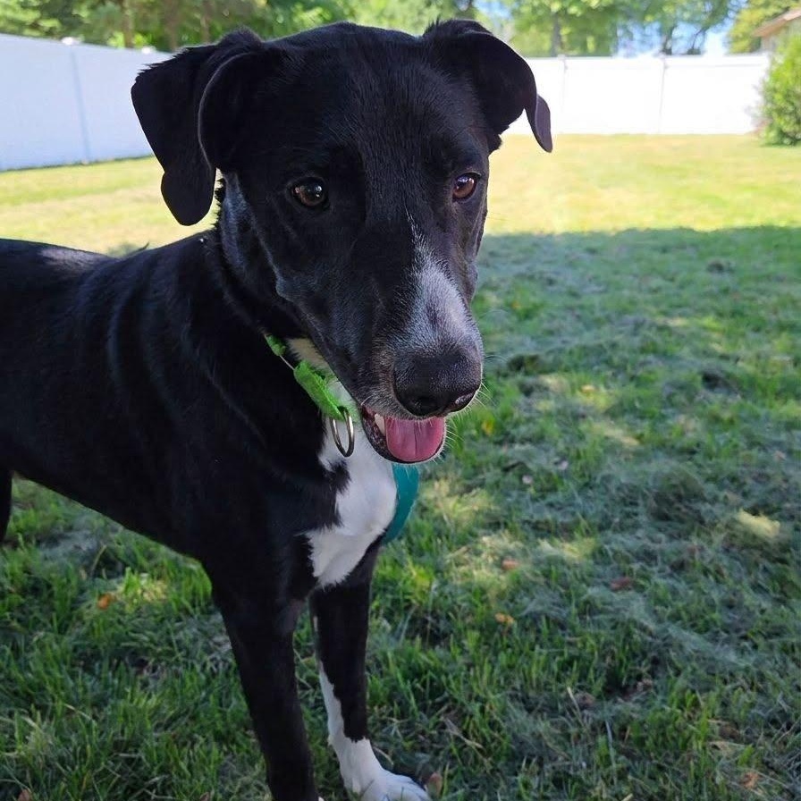 Enlarge Ruff, a ADOPTABLE mixed breed in Racine, WI image 2/3