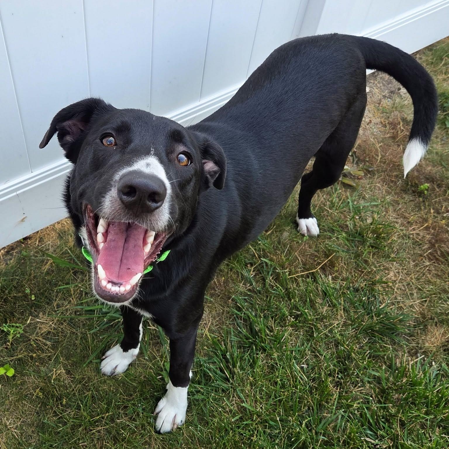 Enlarge Ruff, a ADOPTABLE mixed breed in Racine, WI image 6/6
