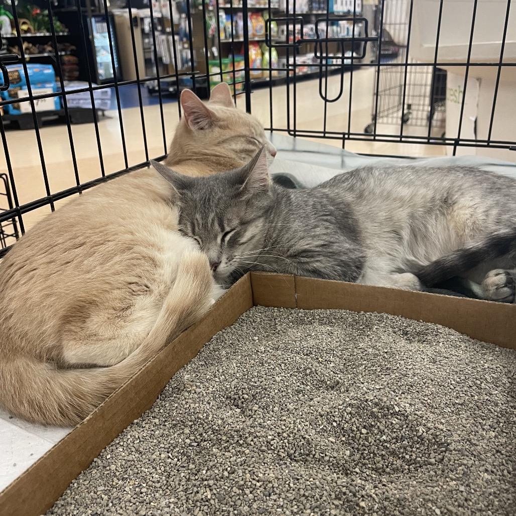 Bitty Butt - BONDED TO ITTY, a Adoptable Domestic Short Hair in Union, MO image 1/2