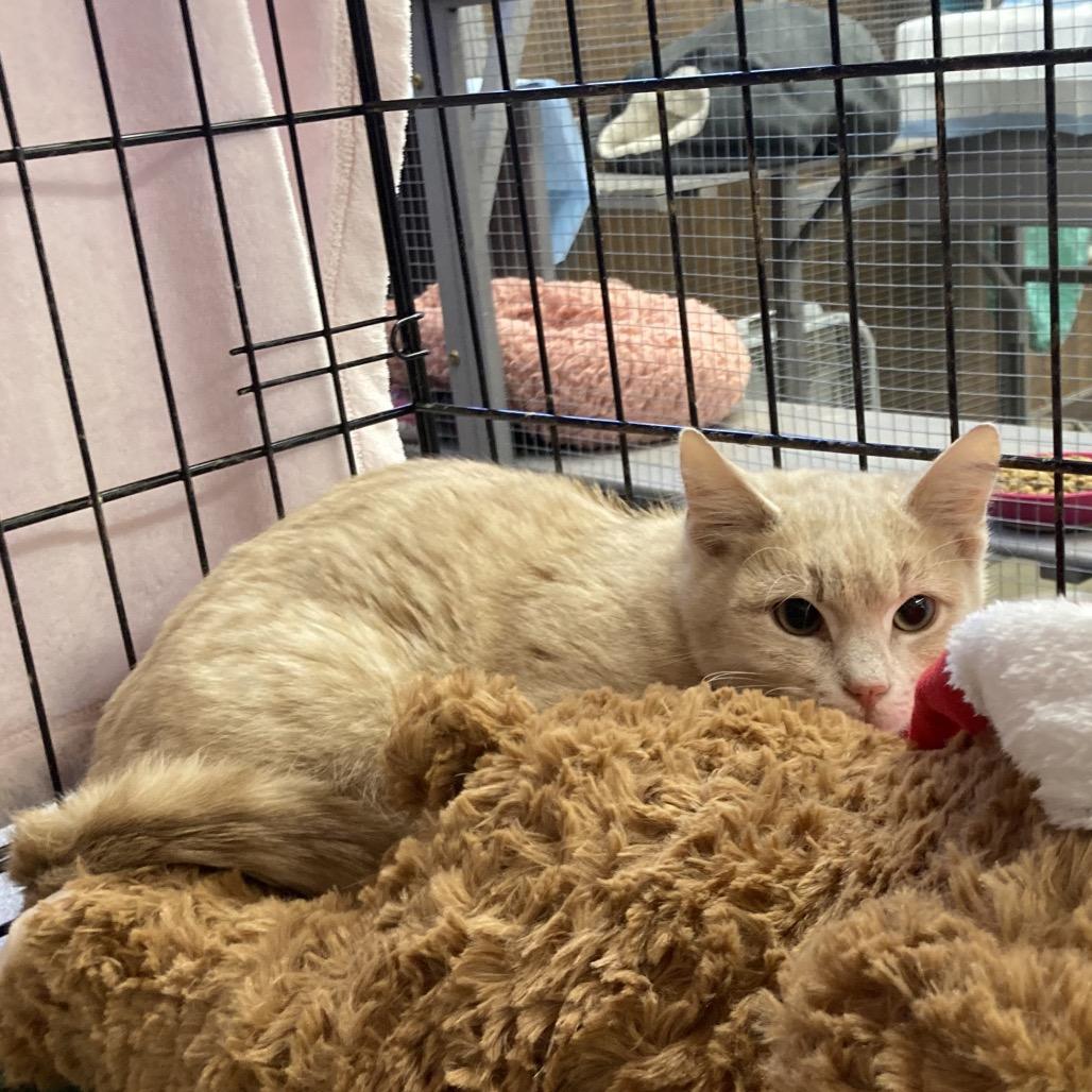 Bitty Butt - BONDED TO ITTY, a Adoptable Domestic Short Hair in Union, MO image 2/2