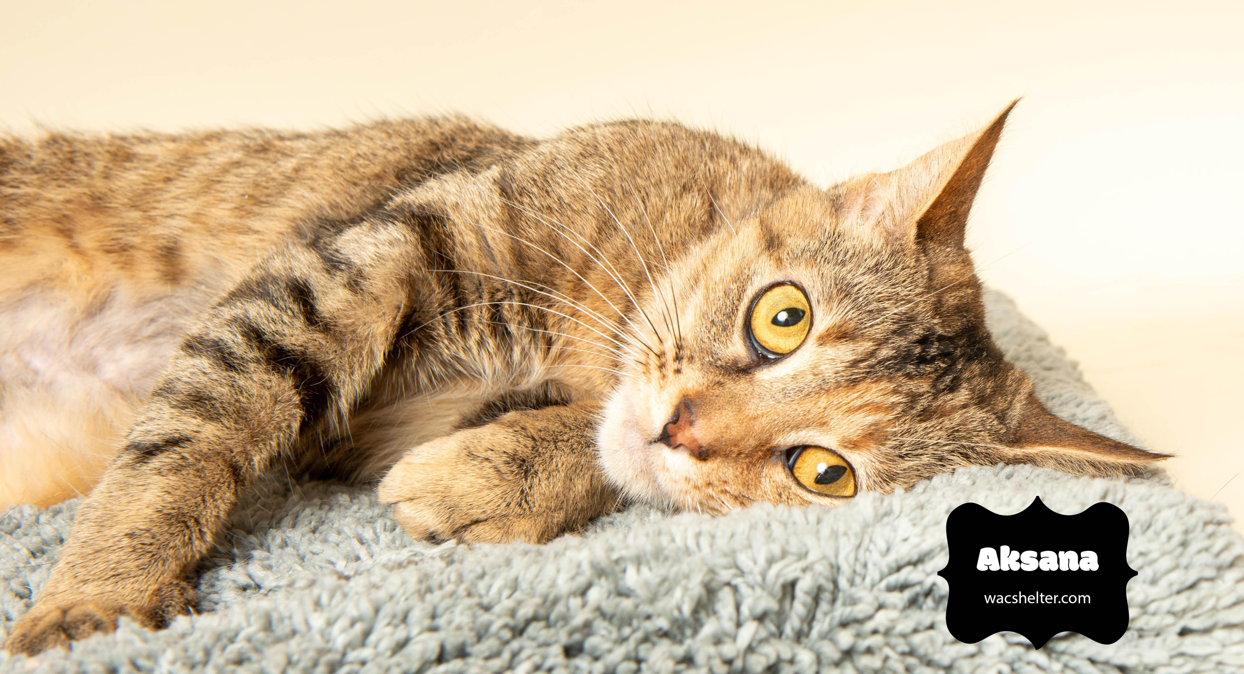 AKSANA (very affectionate), a Adoptable Domestic Short Hair image 2/4