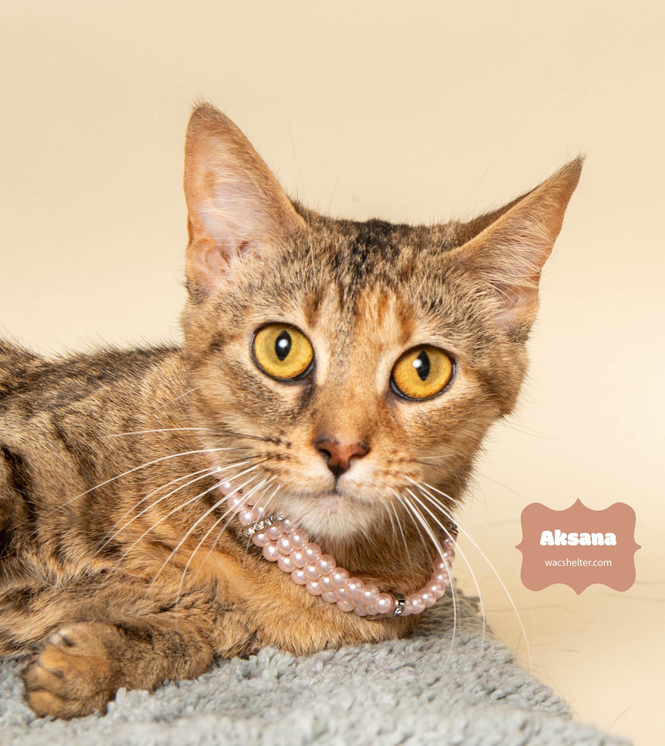 AKSANA (very affectionate), a Adoptable Domestic Short Hair image 3/4