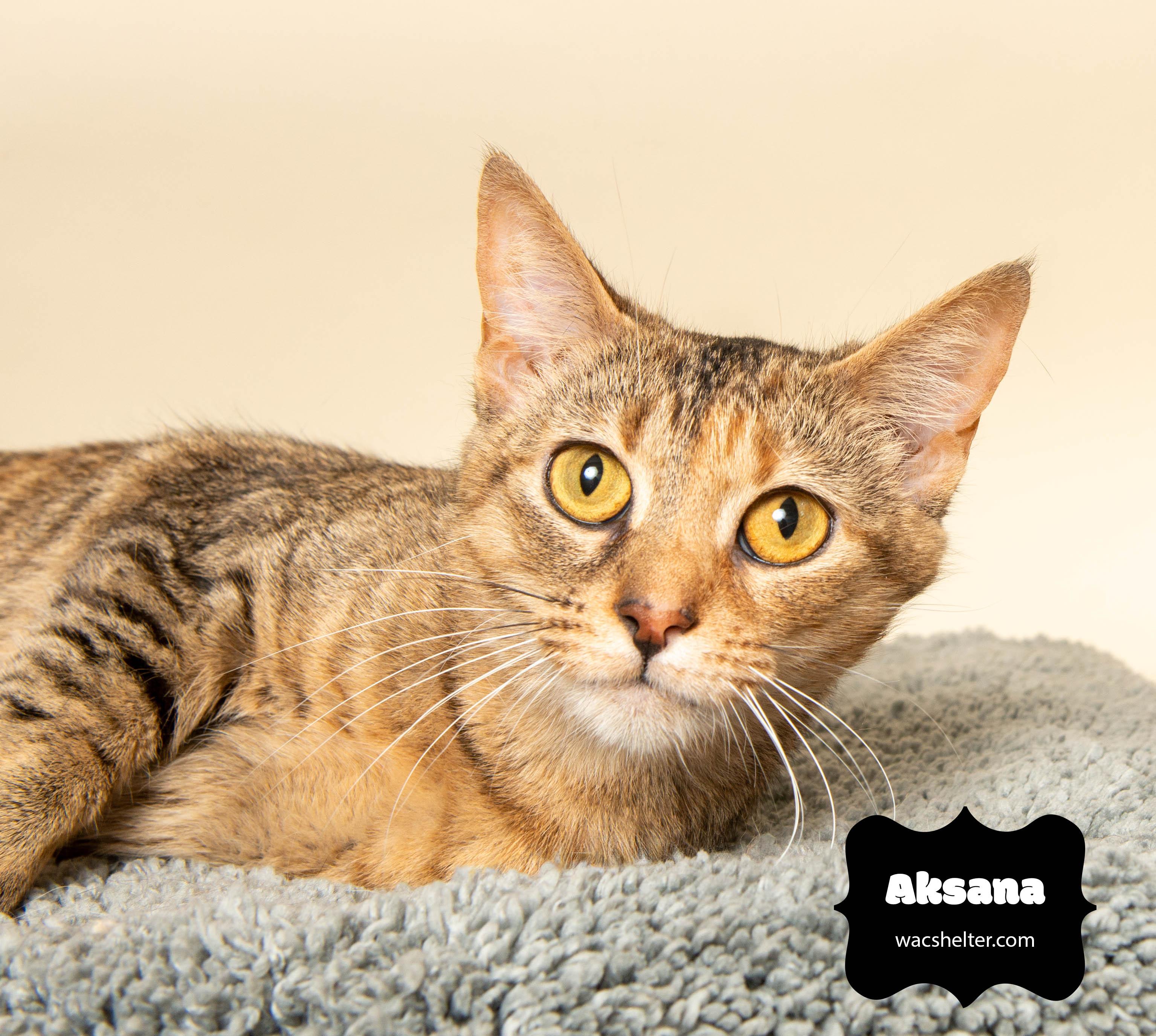 AKSANA (very affectionate), a Adoptable Domestic Short Hair image 4/4