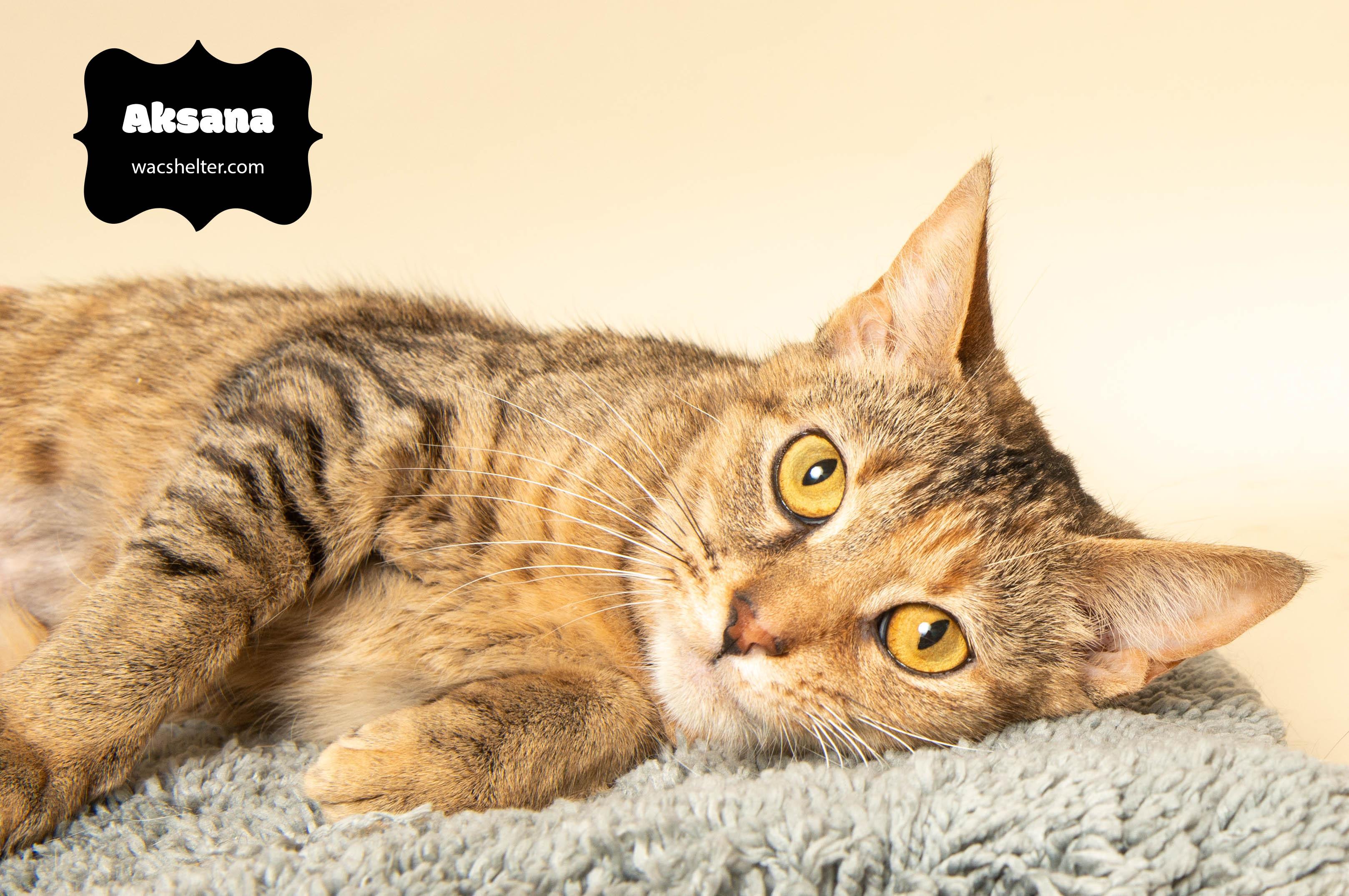 AKSANA (very affectionate), a Adoptable Domestic Short Hair image 1/4