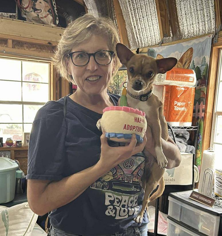 Enlarge Buddy - Chihuahua, a Adopted Chihuahua in Osteen, FL image 1/2