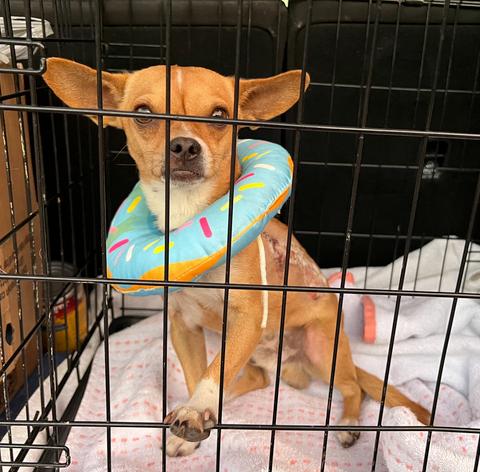 Enlarge Buddy - Chihuahua, a Adopted Chihuahua in Osteen, FL image 2/2