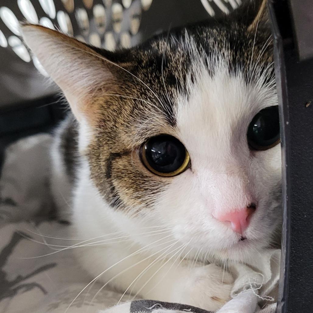 Dublin, Adoptable, Young Male Domestic Short Hair.