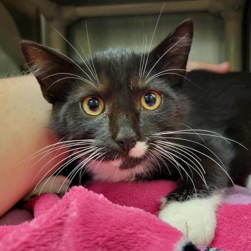 Enlarge Spooky Skeleton, a Adoptable Domestic Short Hair in Columbia, MO image 1/1