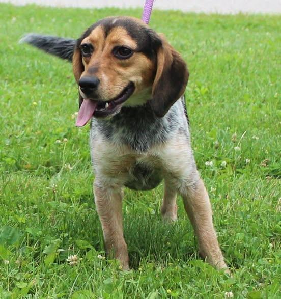 Enlarge Dixie (12034), an adopted mixed breed in Heath, OH image 1/1