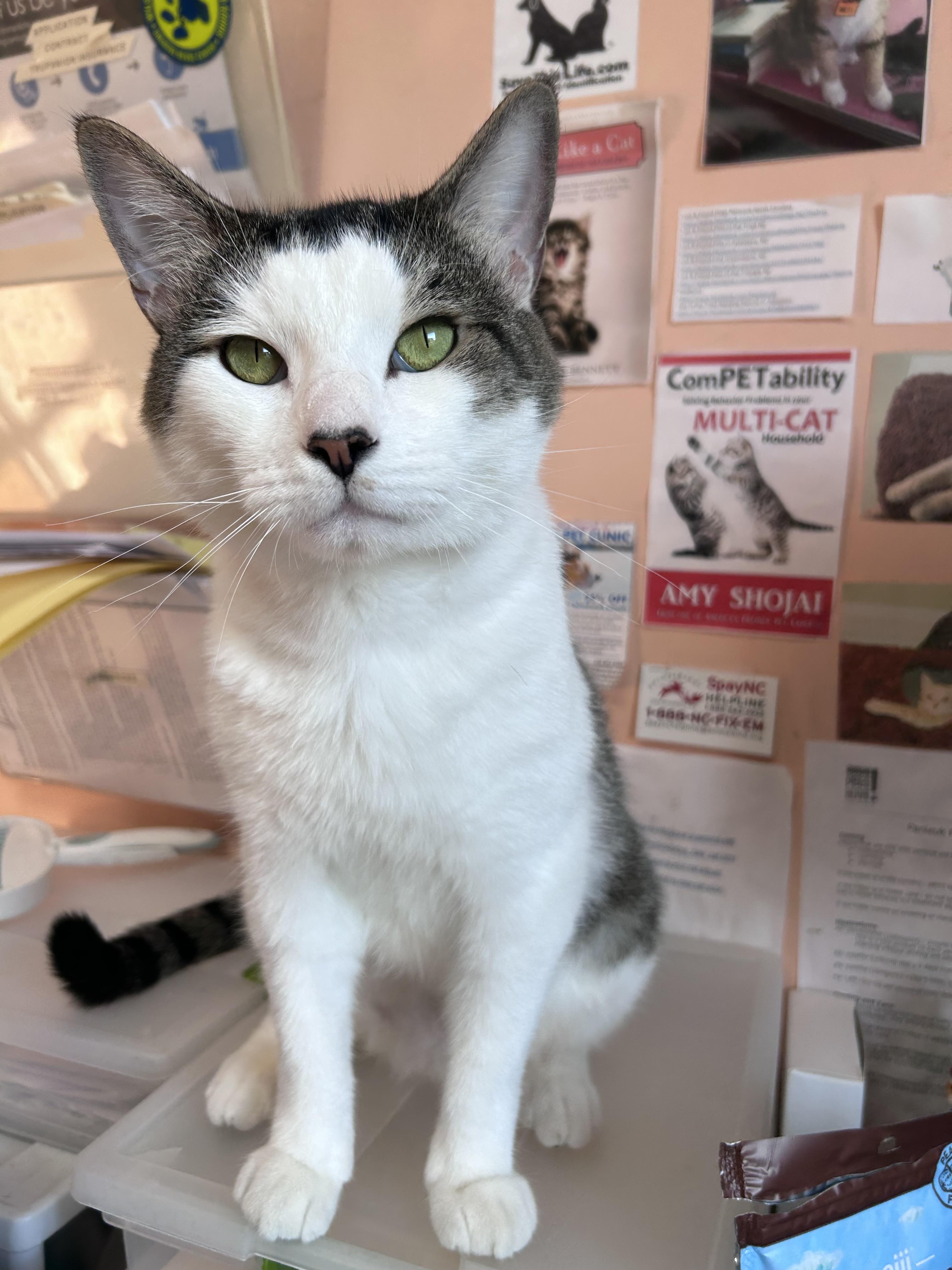 Enlarge Sketti, a Adopted Domestic Short Hair in Greensboro, NC image 5/6